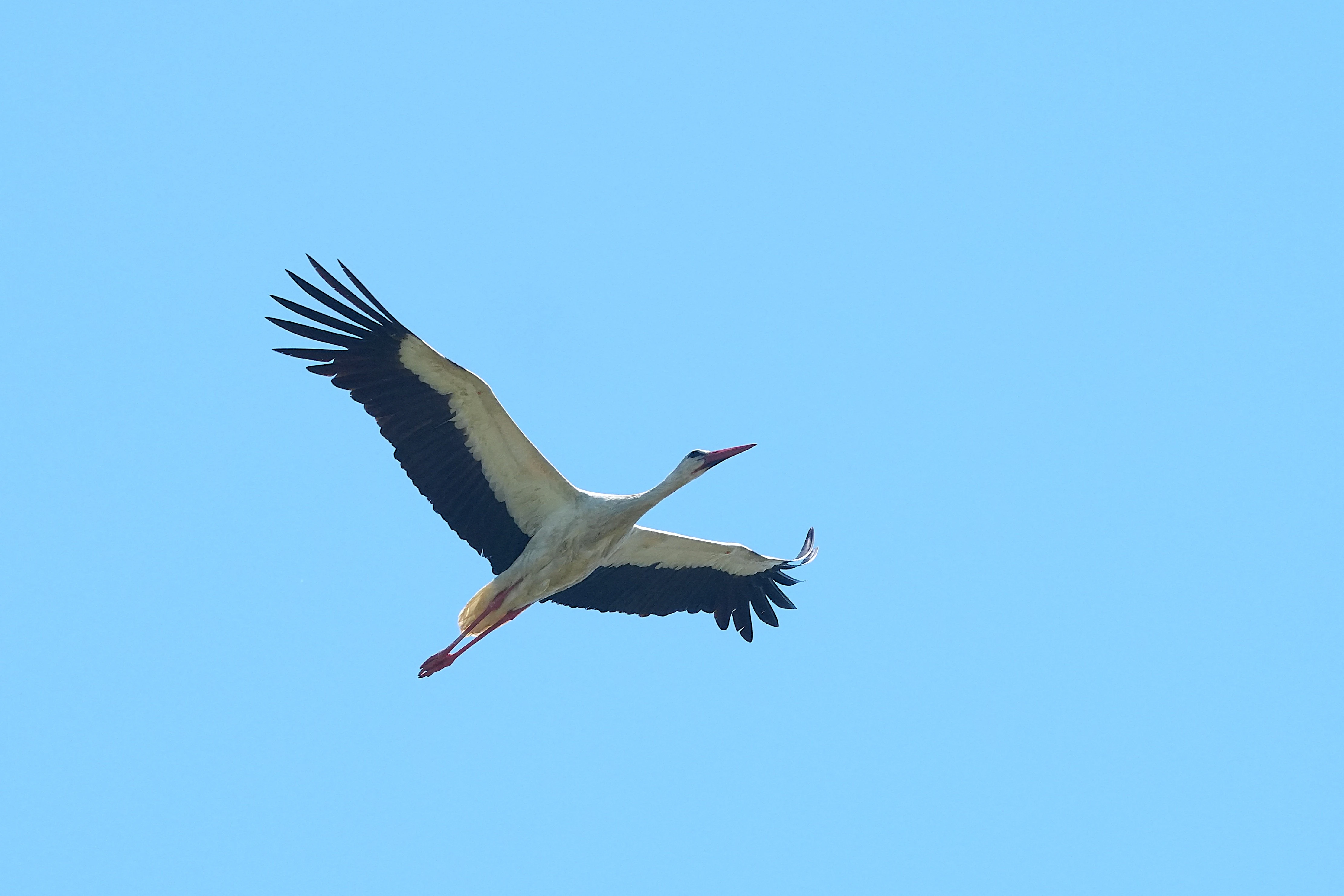 White Stork, Lacul Histria, Romania — photo by Jim Bennett