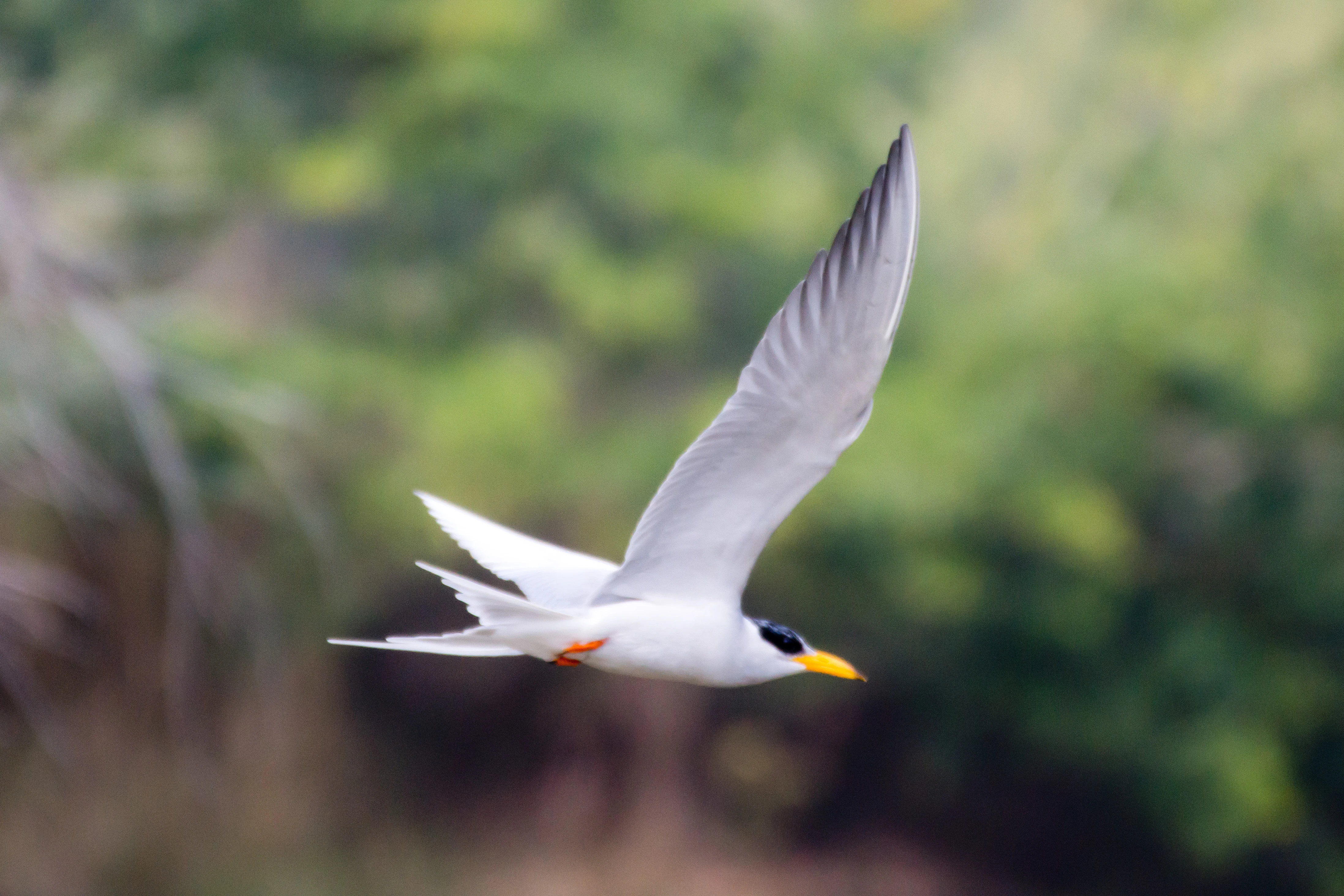 River Tern, Khem Villas, Ranthambore National Park, Rajasthan, India — photo by Jim Bennett