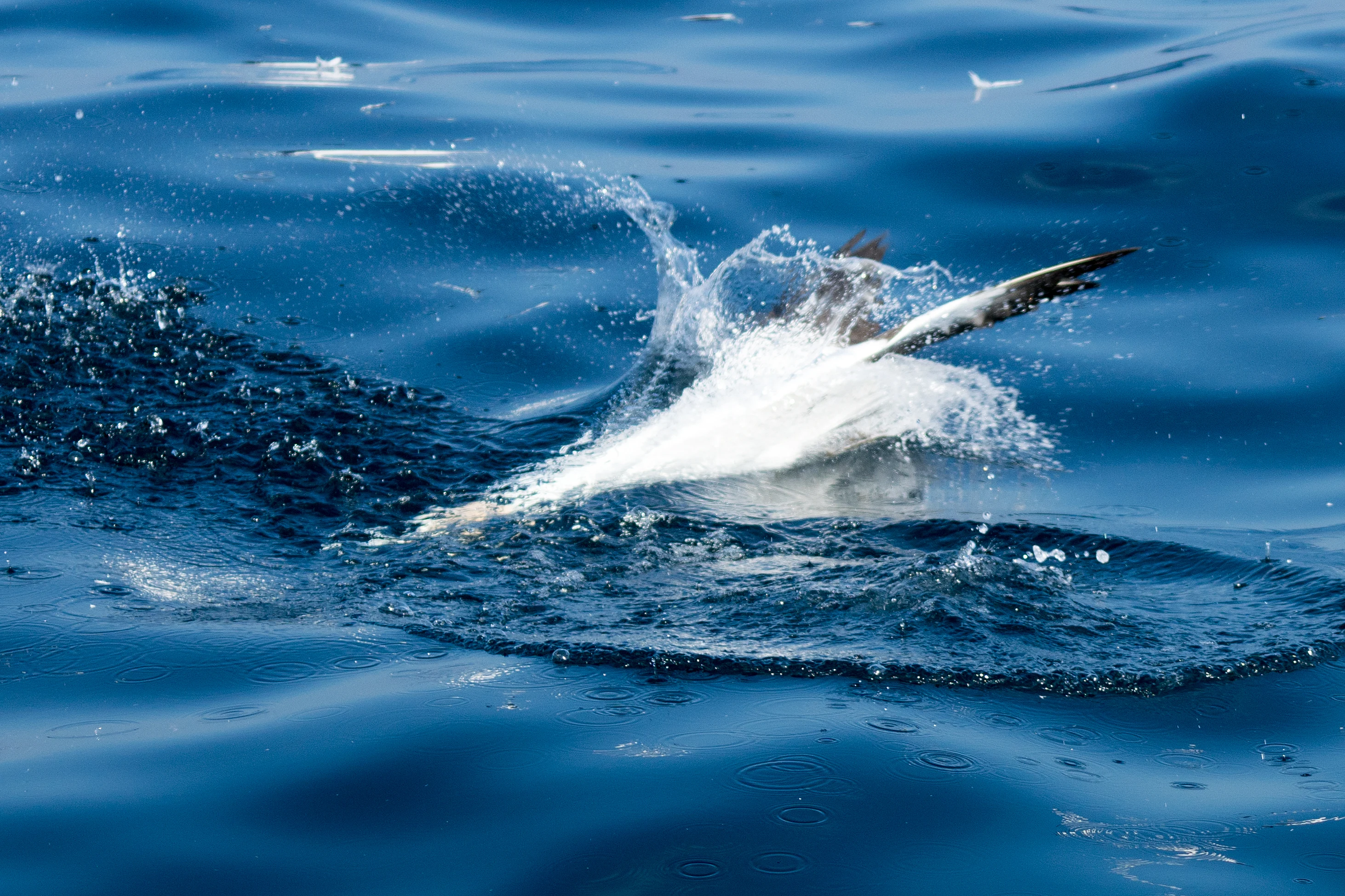 Northern Gannet, Noss, UK — photo by Jim Bennett