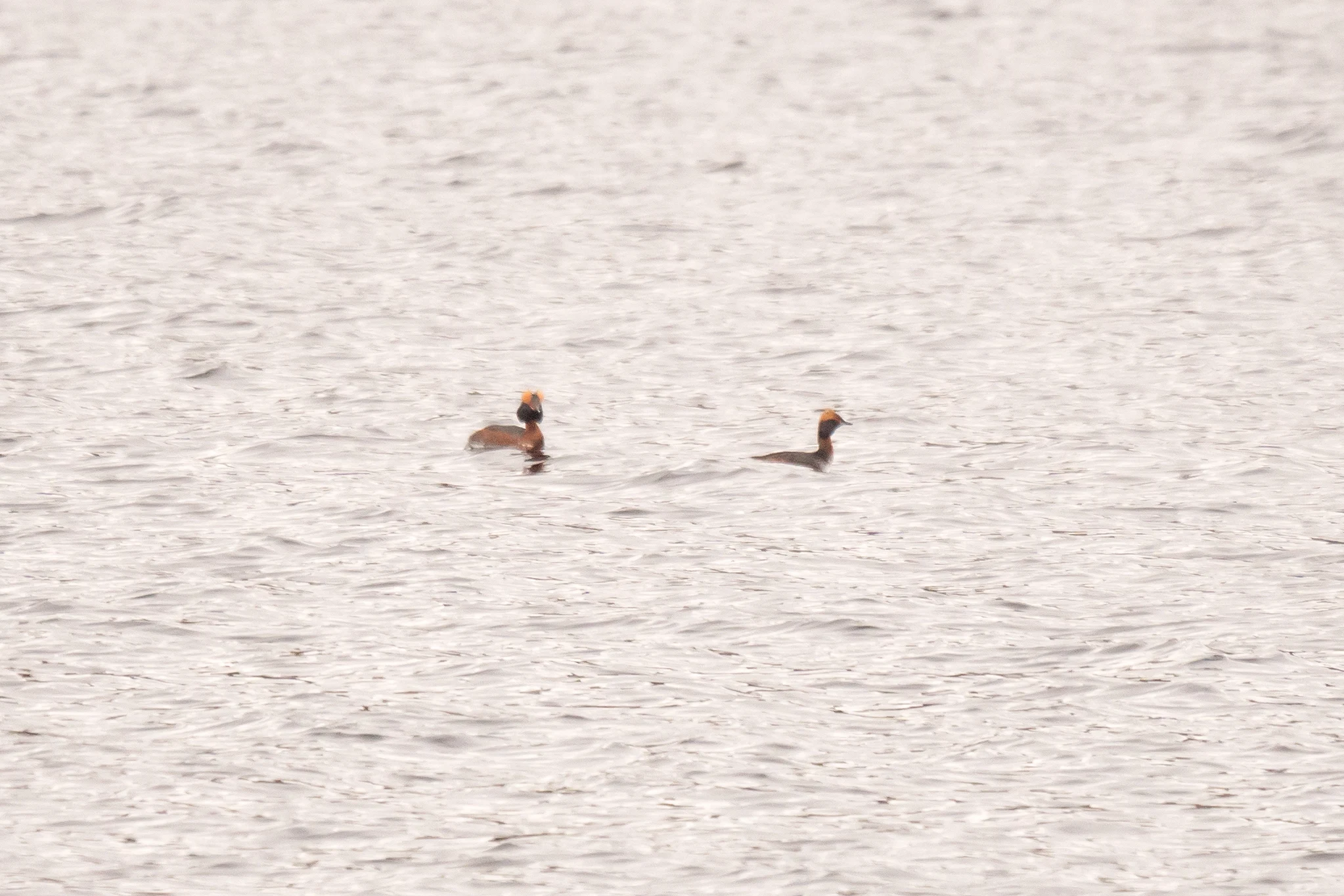 Slavonian Grebes, Loch Ruthven, Inverness, UK — photo by Jim Bennett
