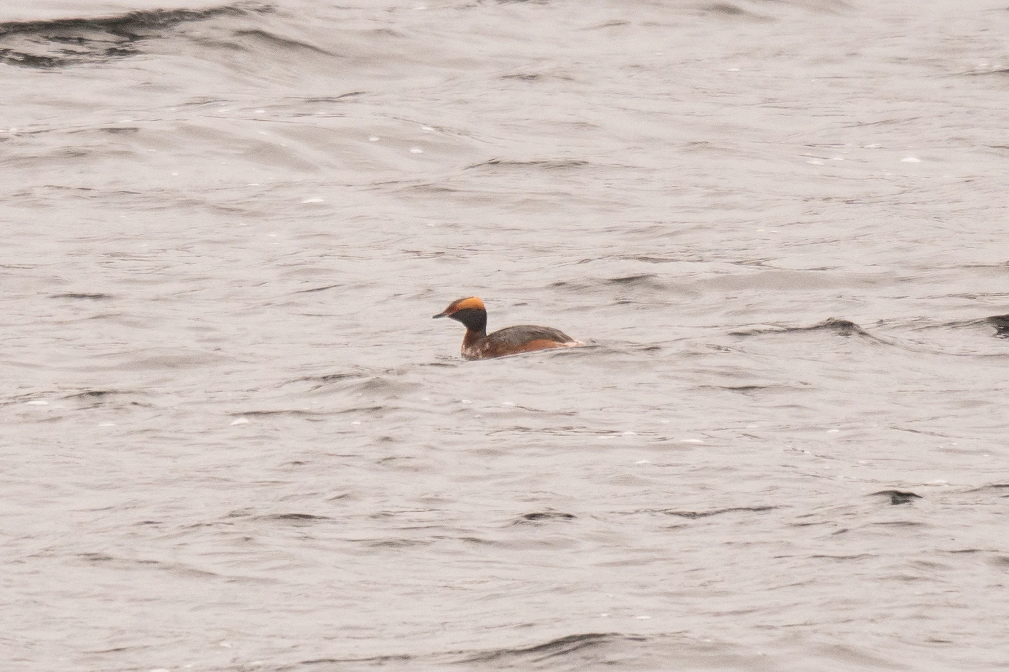 Slavonian Grebe, Loch Ruthven, Inverness, UK — photo by Jim Bennett