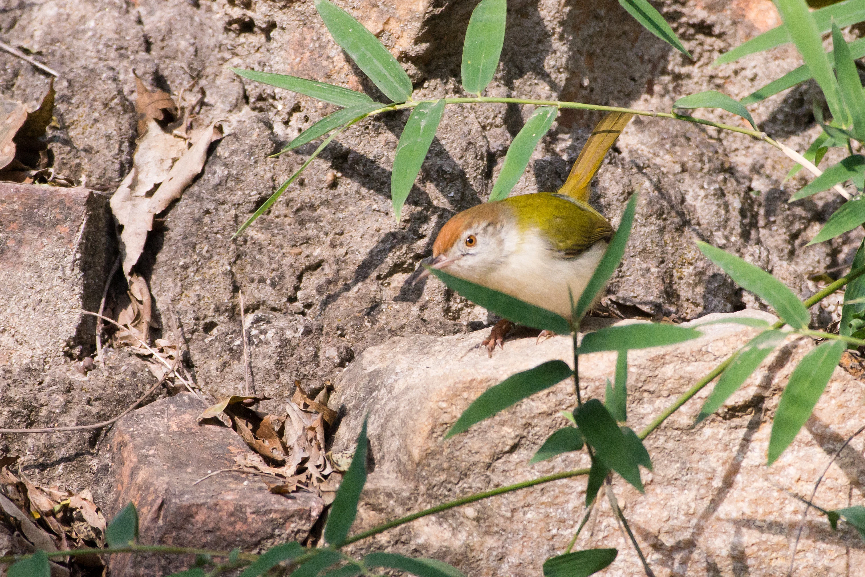 Common Tailorbird, Kem Villas, Ranthambore National Park, Rajasthan, India — photo by Jim Bennett