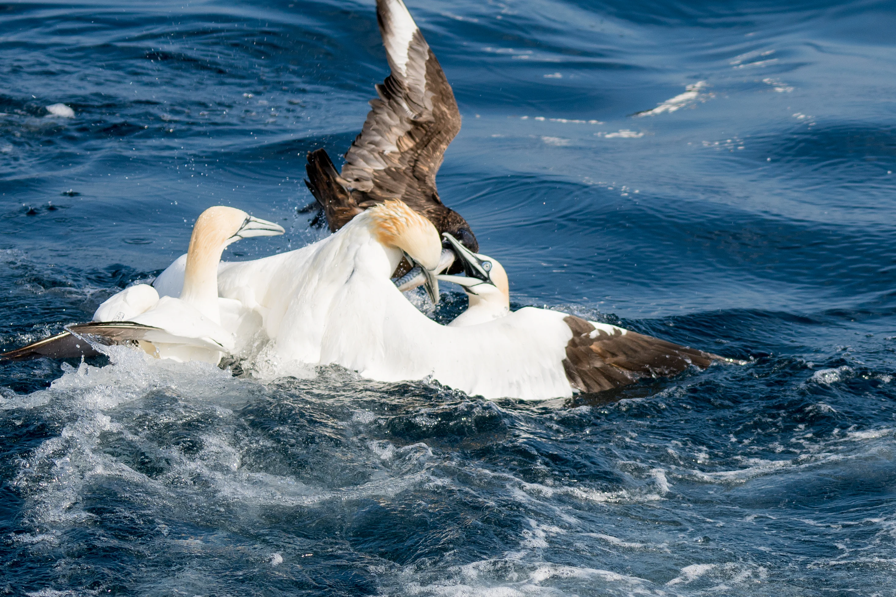 Northern Gannets & Great Skua, Noss, UK — photo by Jim Bennett