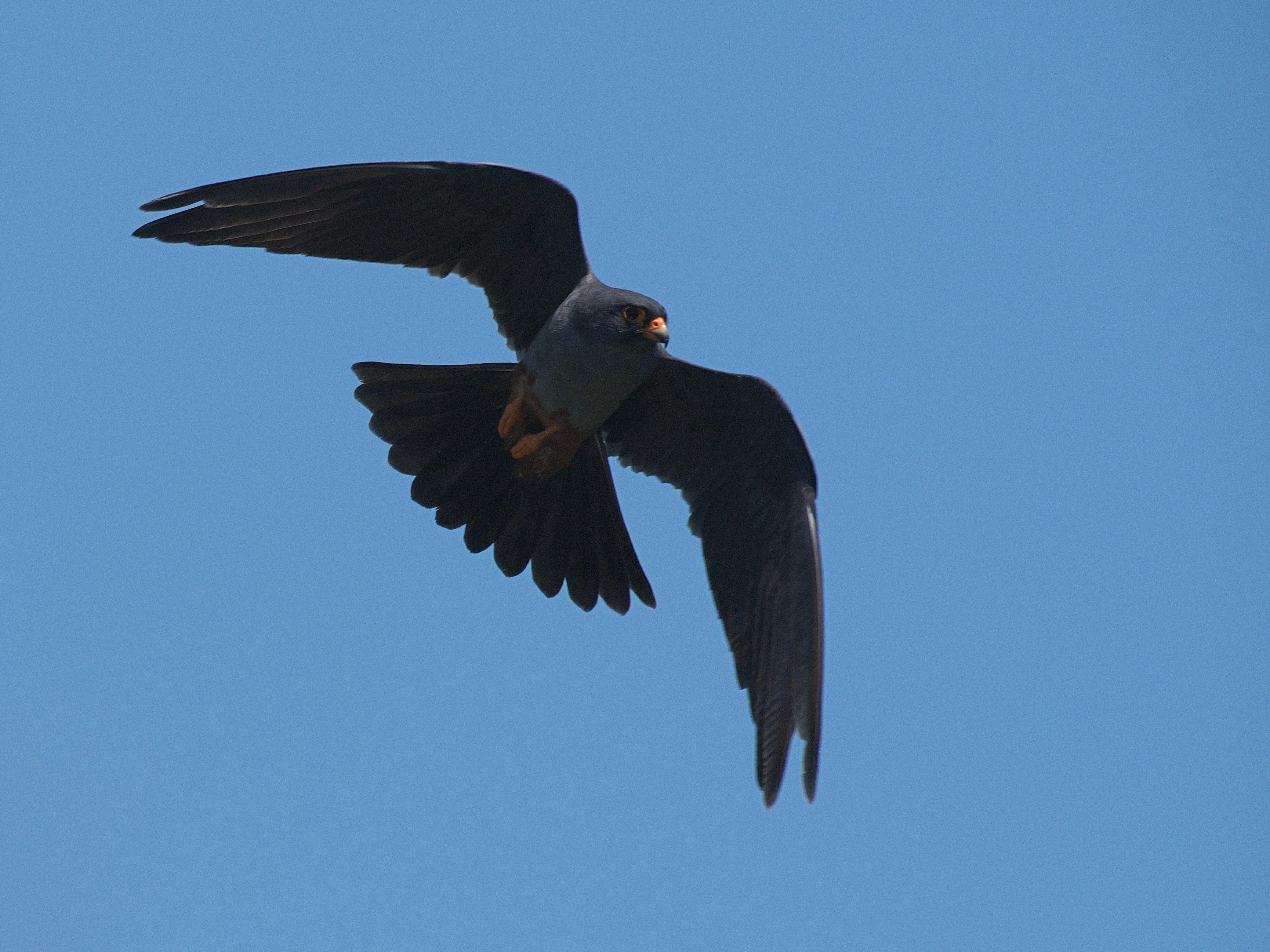 Red-footed Falcon, Lacul Histria, Romania — photo by Jim Bennett