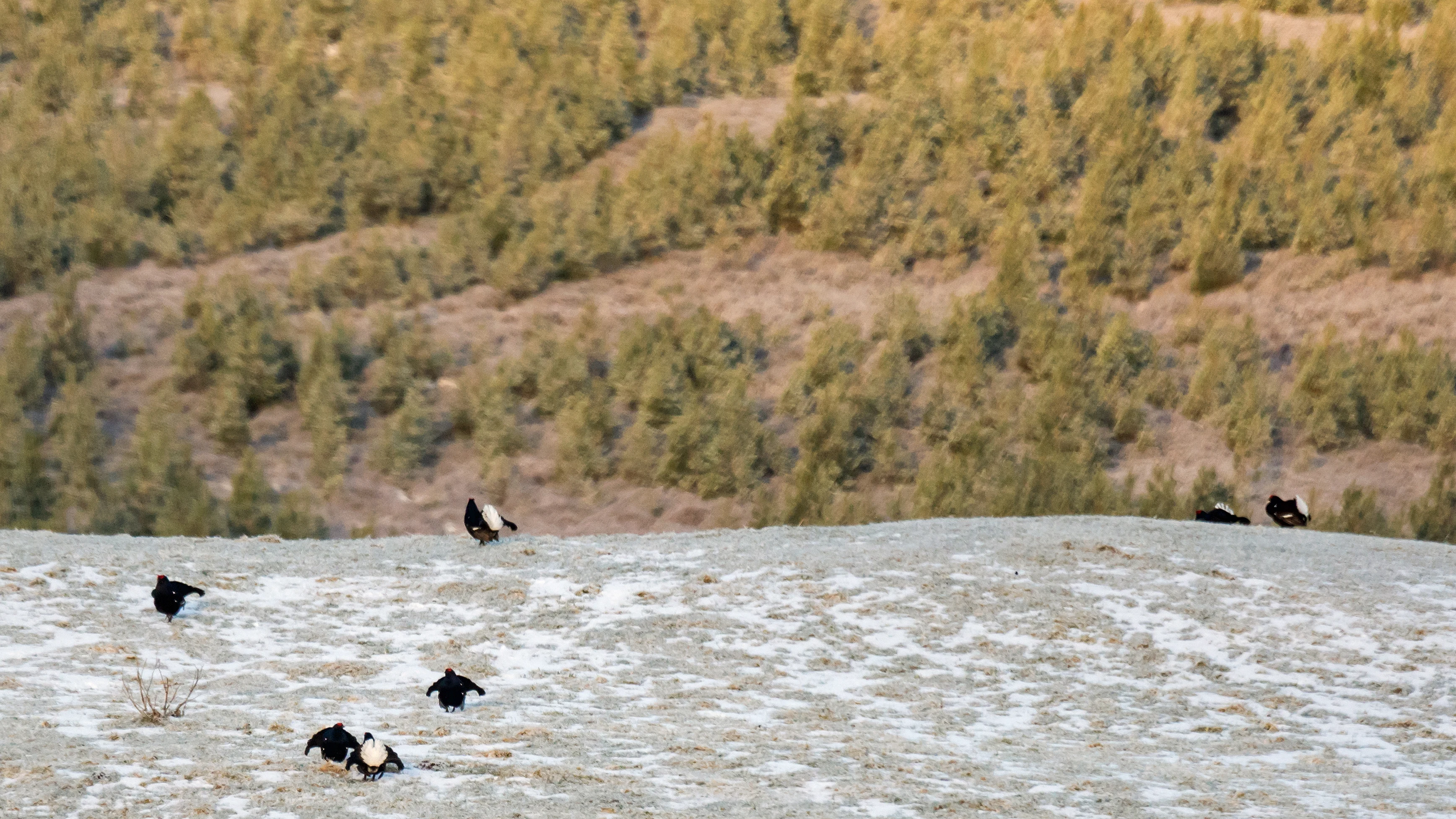 Black Grouse lek, Cairngorms, UK — photo by Jim Bennett