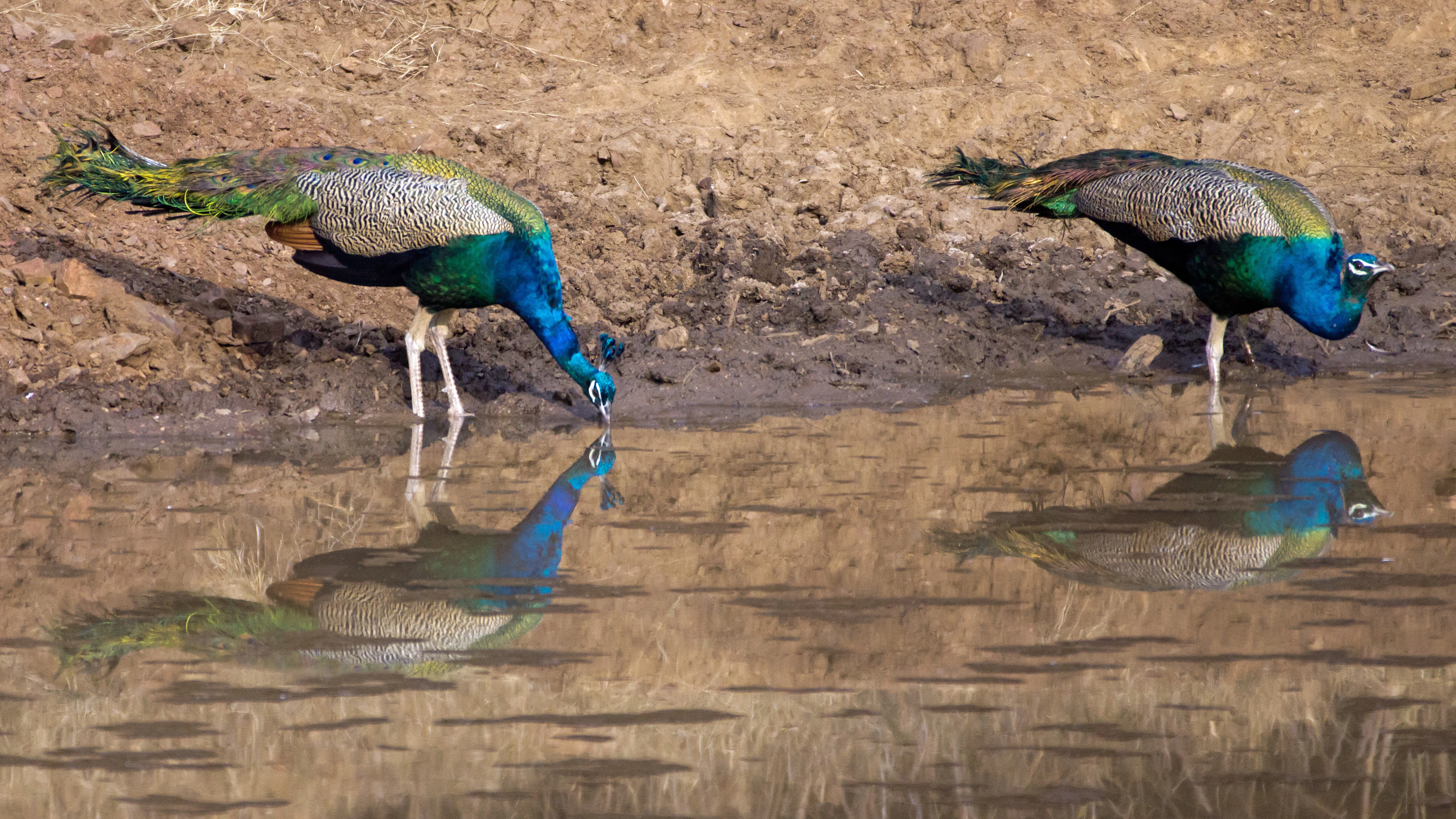 Indian Peafowl, Ranthambore National Park, Rajasthan, India — photo by Jim Bennett