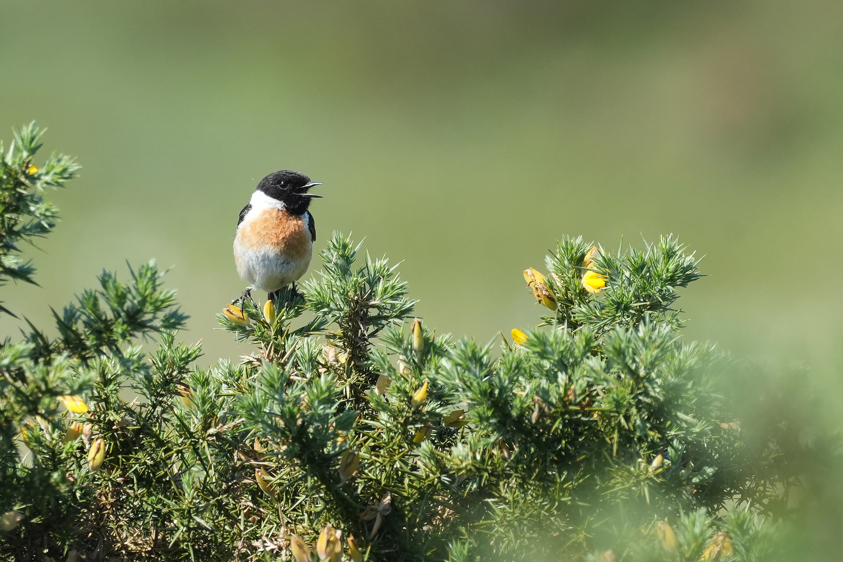 Stonechat, New Forest, UK — photo by Jim Bennett