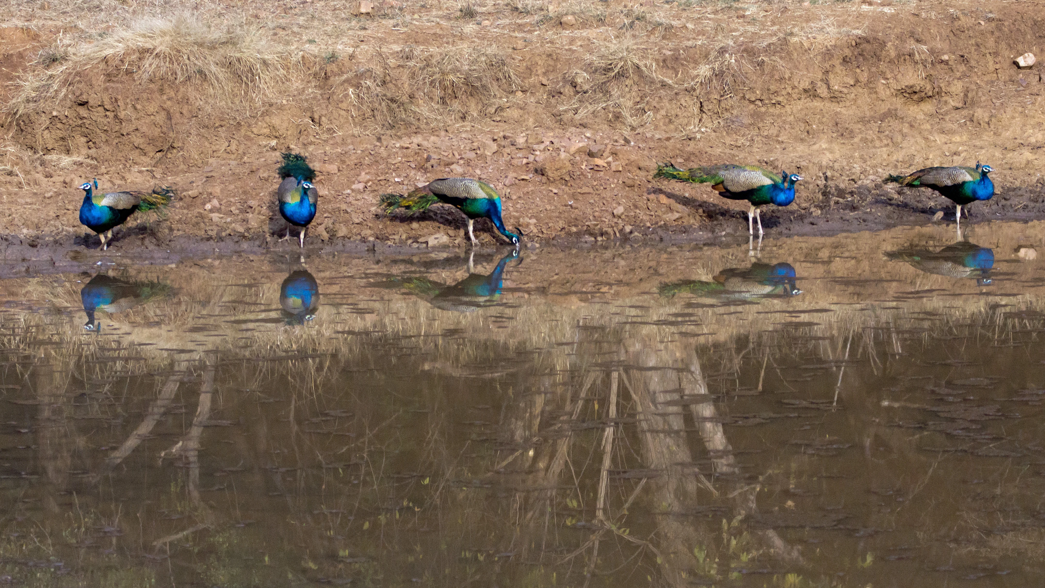 Indian Peafowl, Ranthambore National Park, Rajasthan, India — photo by Jim Bennett