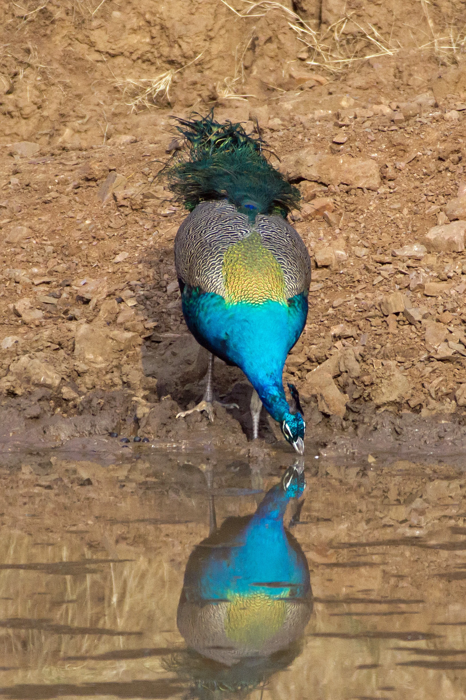 Indian Peafowl, Ranthambore National Park, Rajasthan, India — photo by Jim Bennett