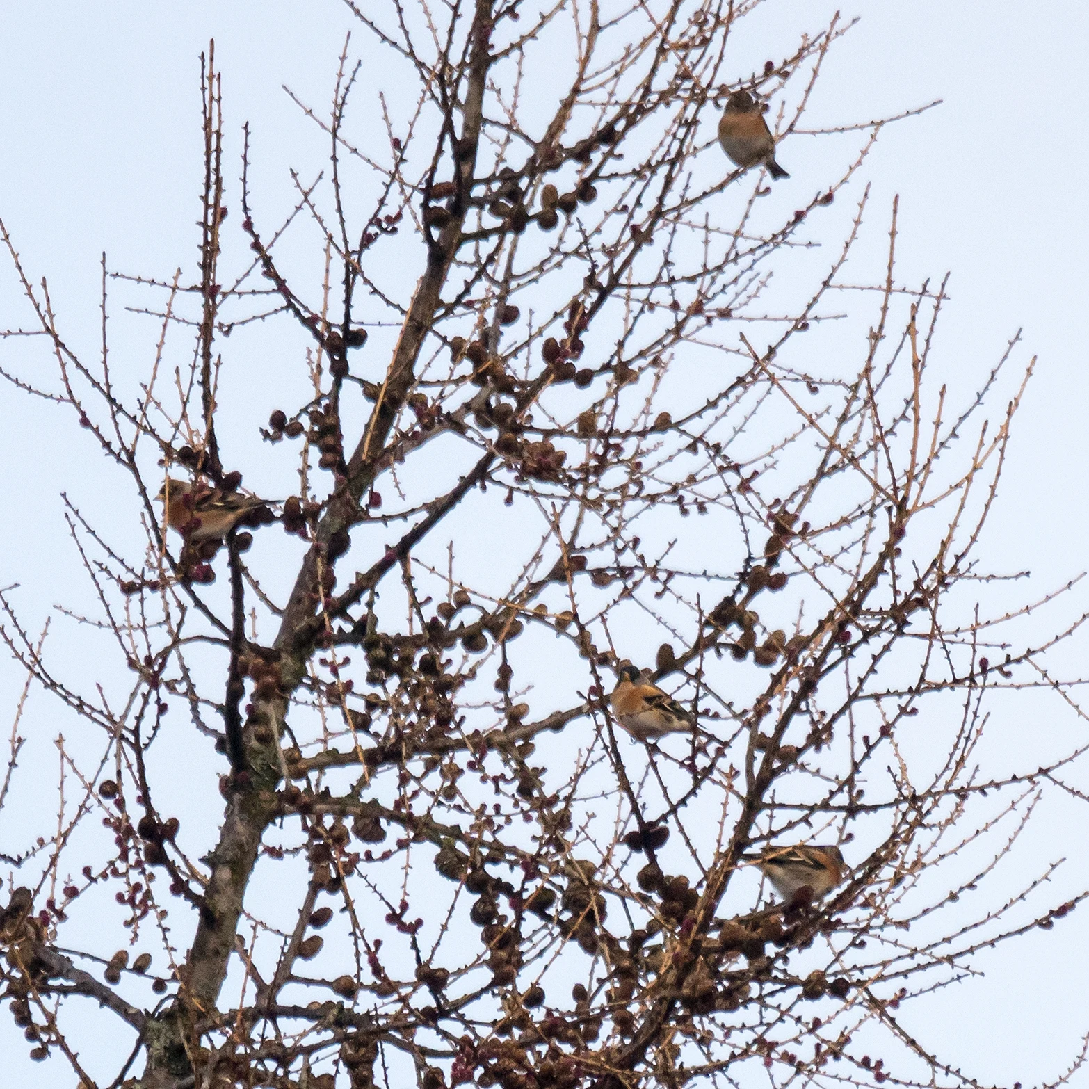 Bramblings, Carrbridge, Cairngorms, UK — photo by Jim Bennett