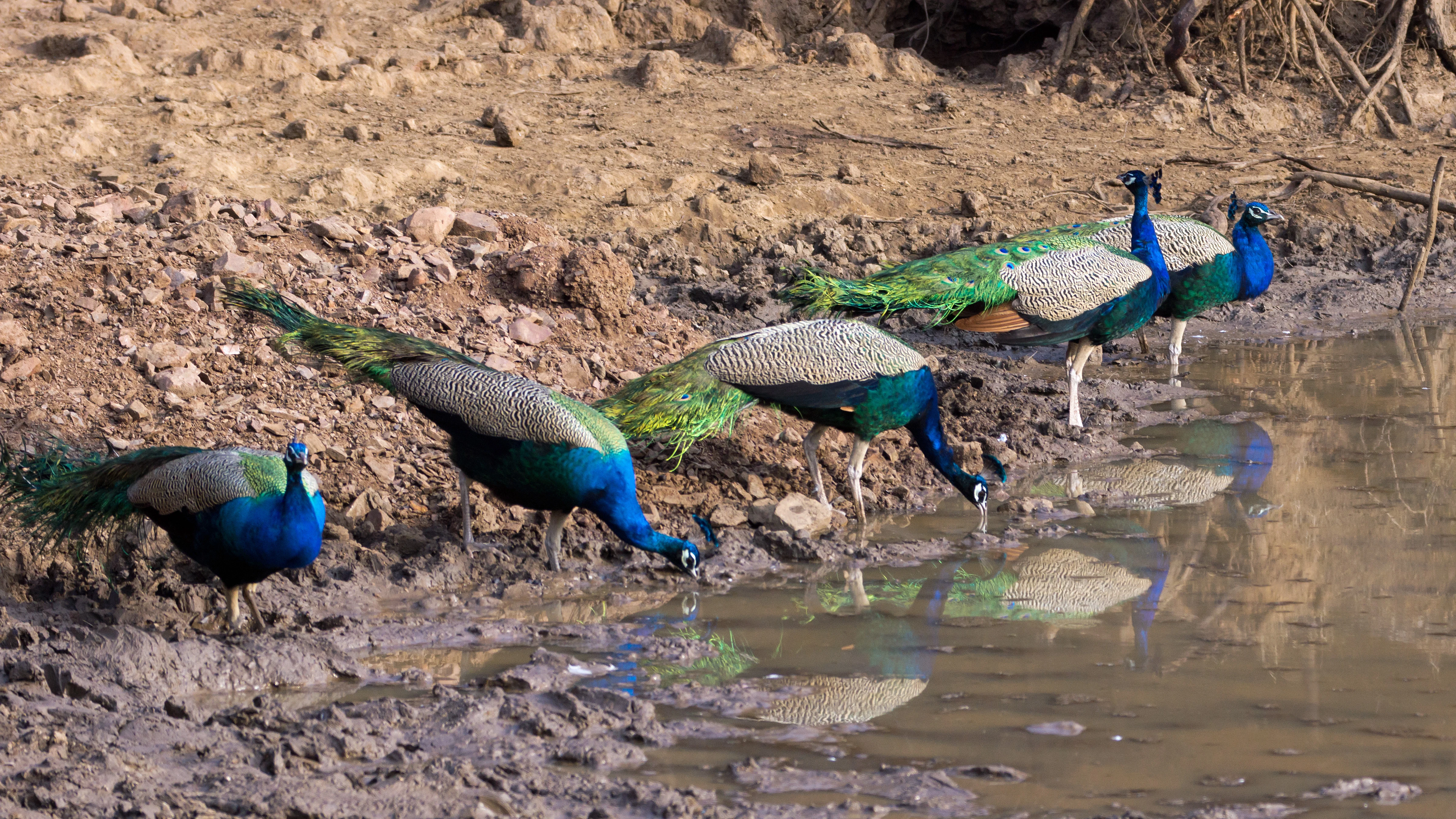 Indian Peafowl, Ranthambore National Park, Rajasthan, India — photo by Jim Bennett