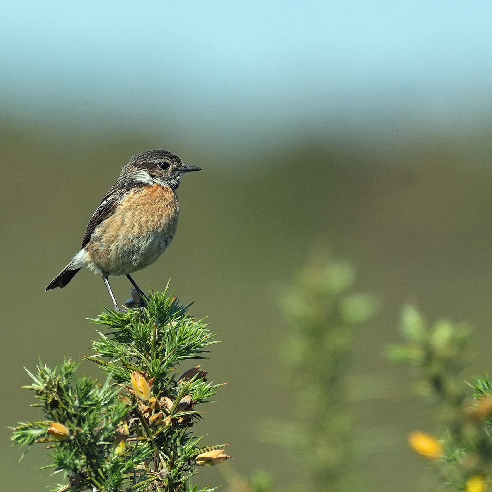Stonechat, New Forest, UK — photo by Jim Bennett