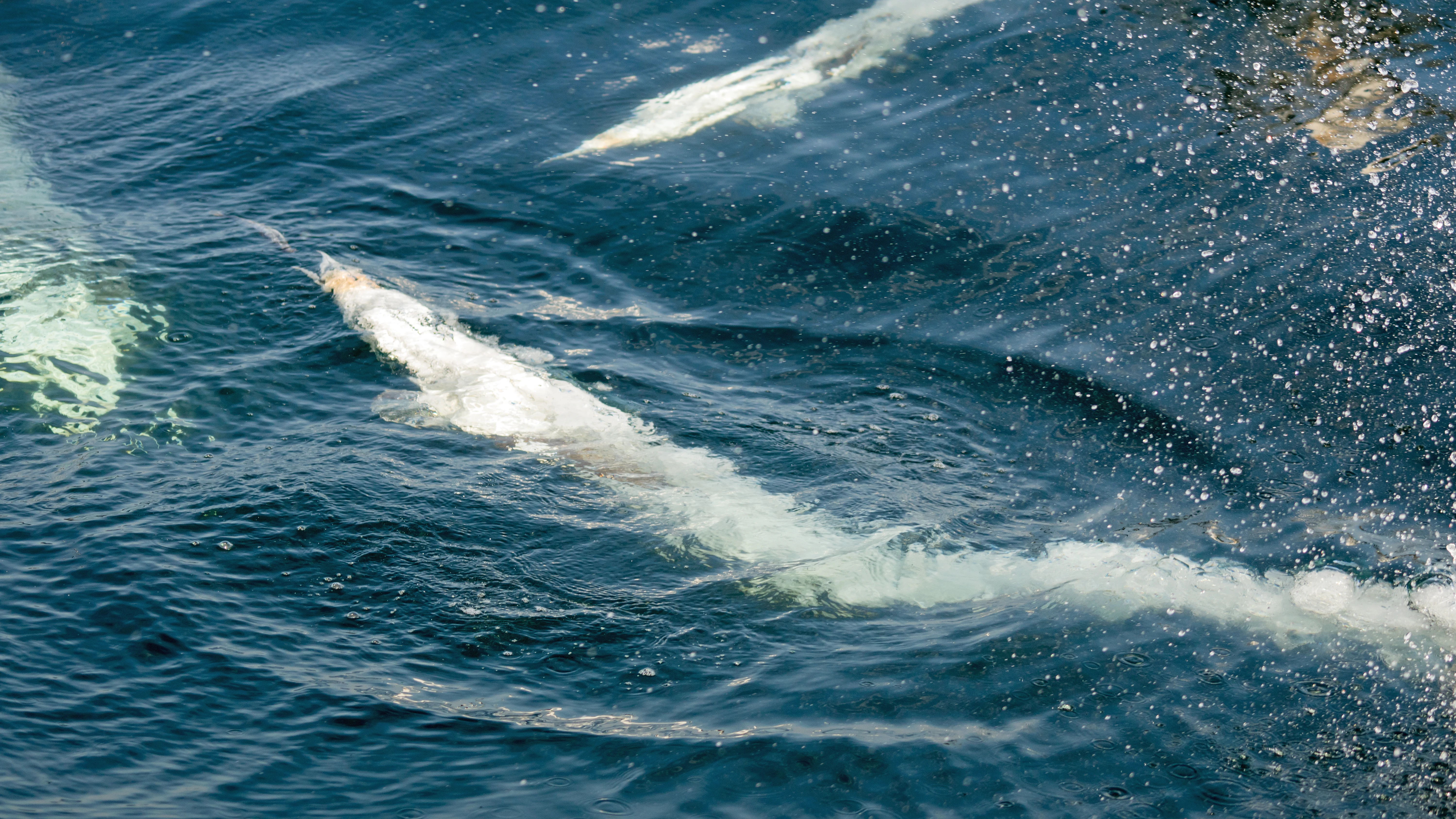 Three Northern Gannets converging on a mackerel, Noss, UK — photo by Jim Bennett