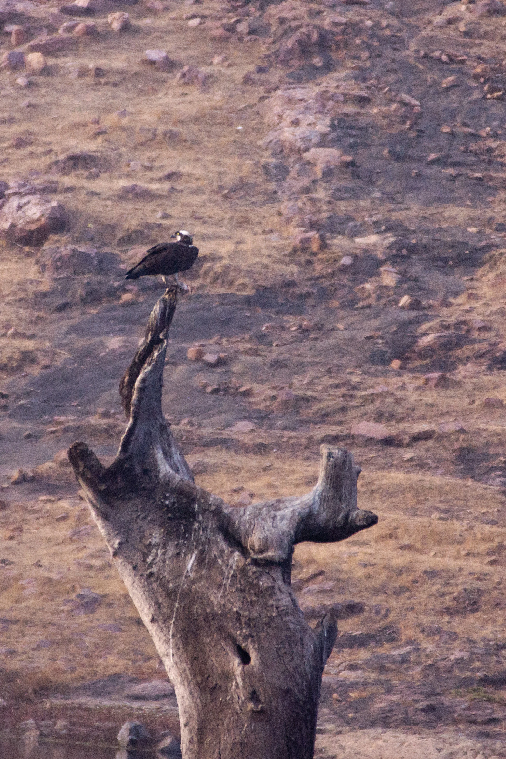 Osprey, Ranthambore National Park, Rajasthan, India — photo by Jim Bennett