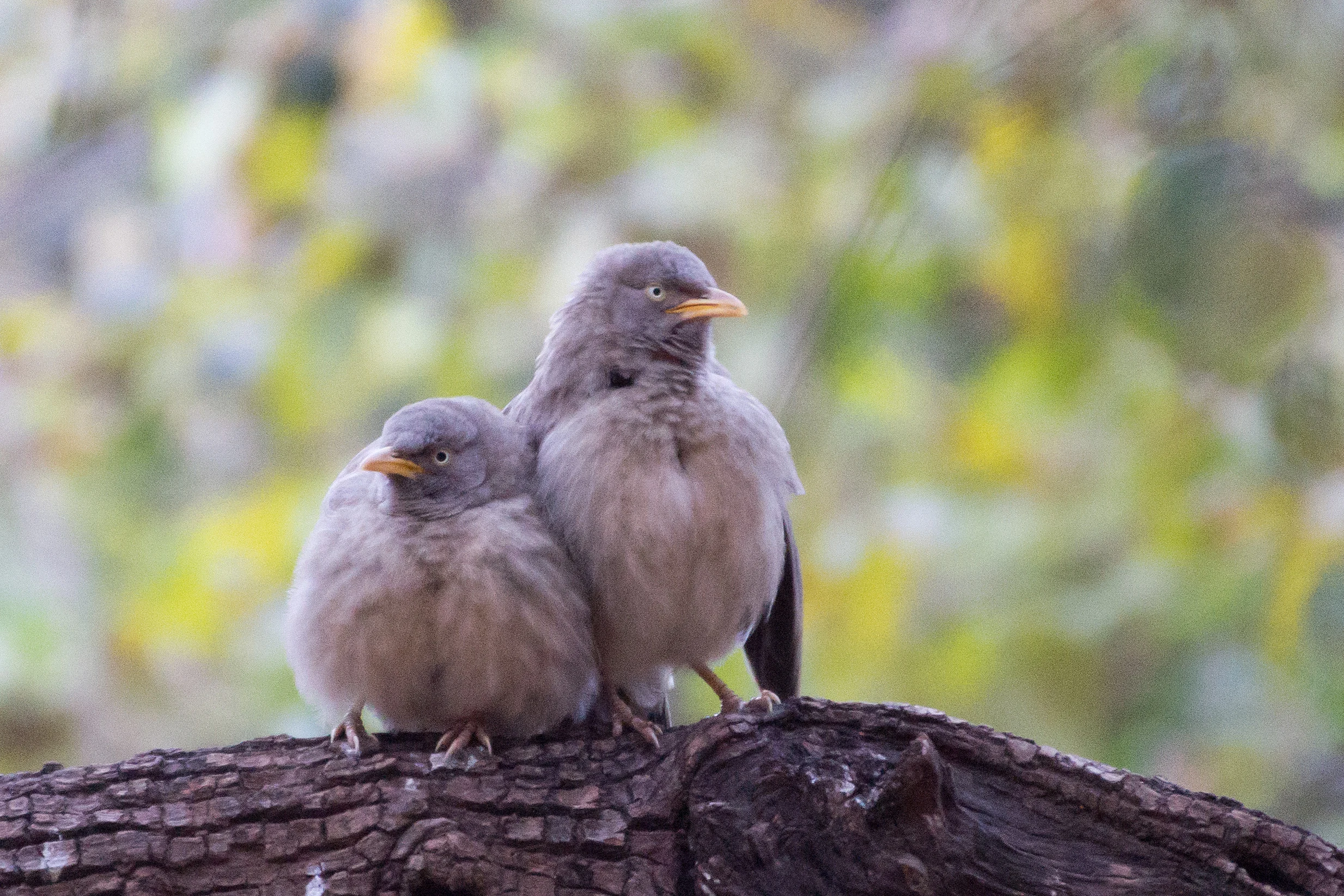 Jungle Babblers, Ranthambore National Park, Rajasthan, India — photo by Jim Bennett
