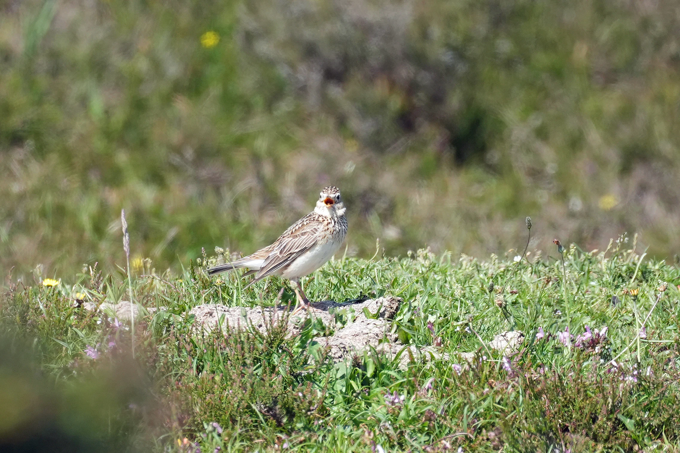 Skylark, New Forest, UK — photo by Jim Bennett