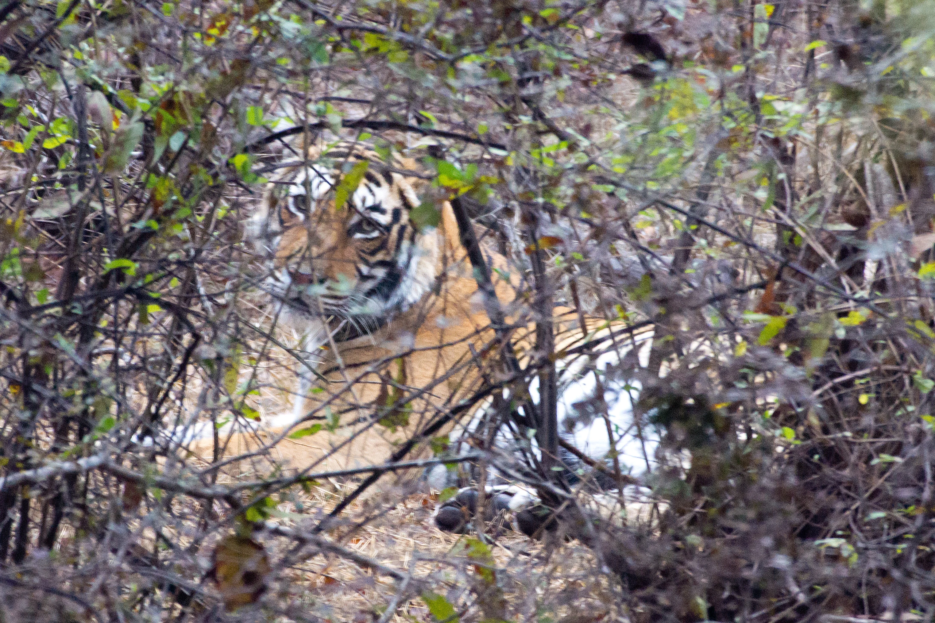 Tiger, Ranthambore National Park, Rajasthan, India — photo by Jim Bennett