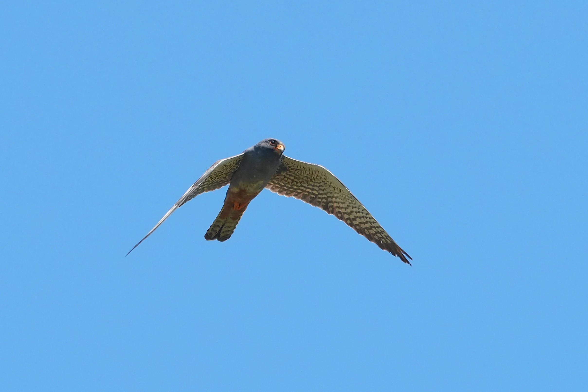 Red-footed Falcon, Lacul Histria, Romania — photo by Jim Bennett