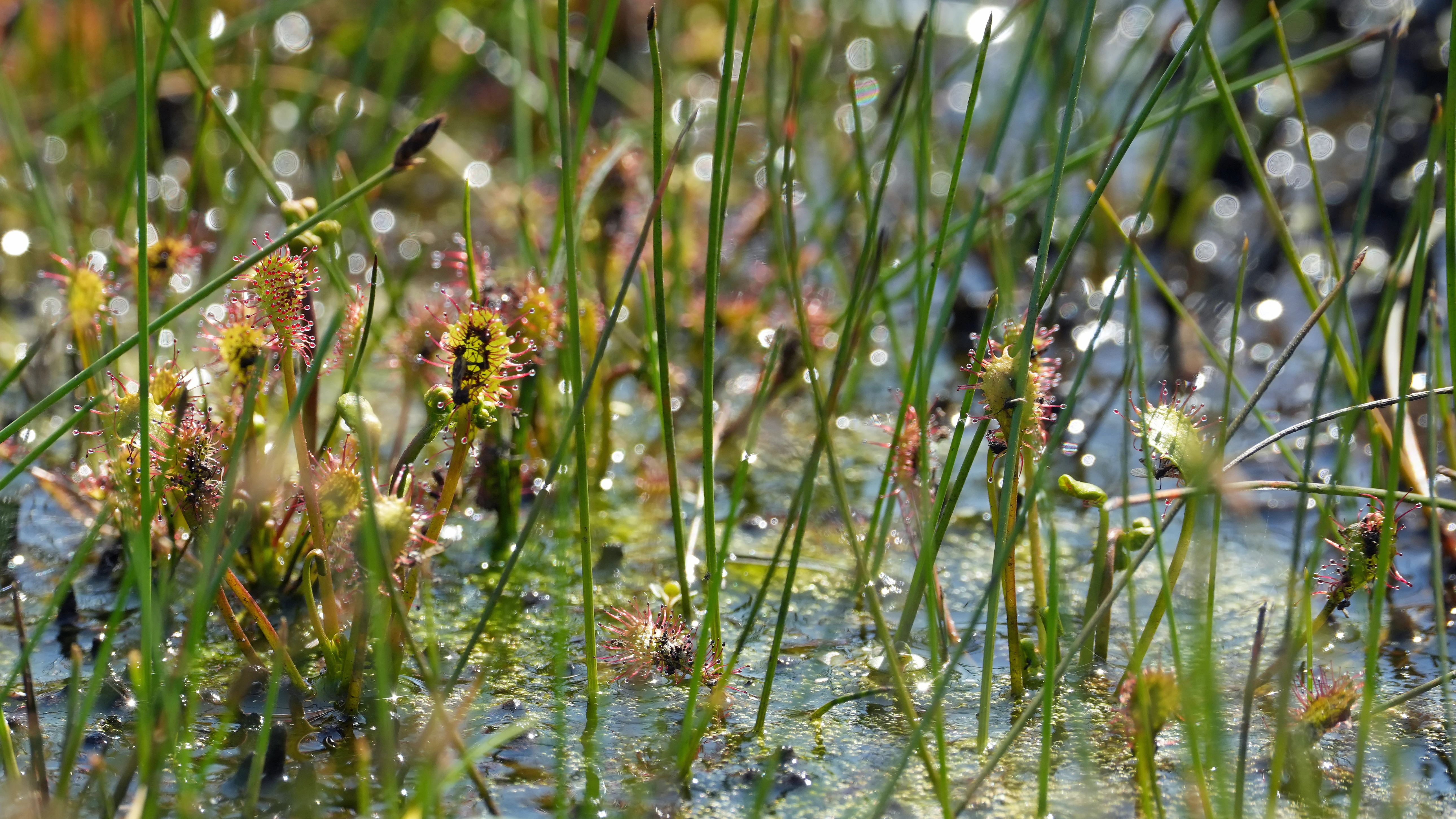 Sundew, New Forest, UK — photo by Jim Bennett