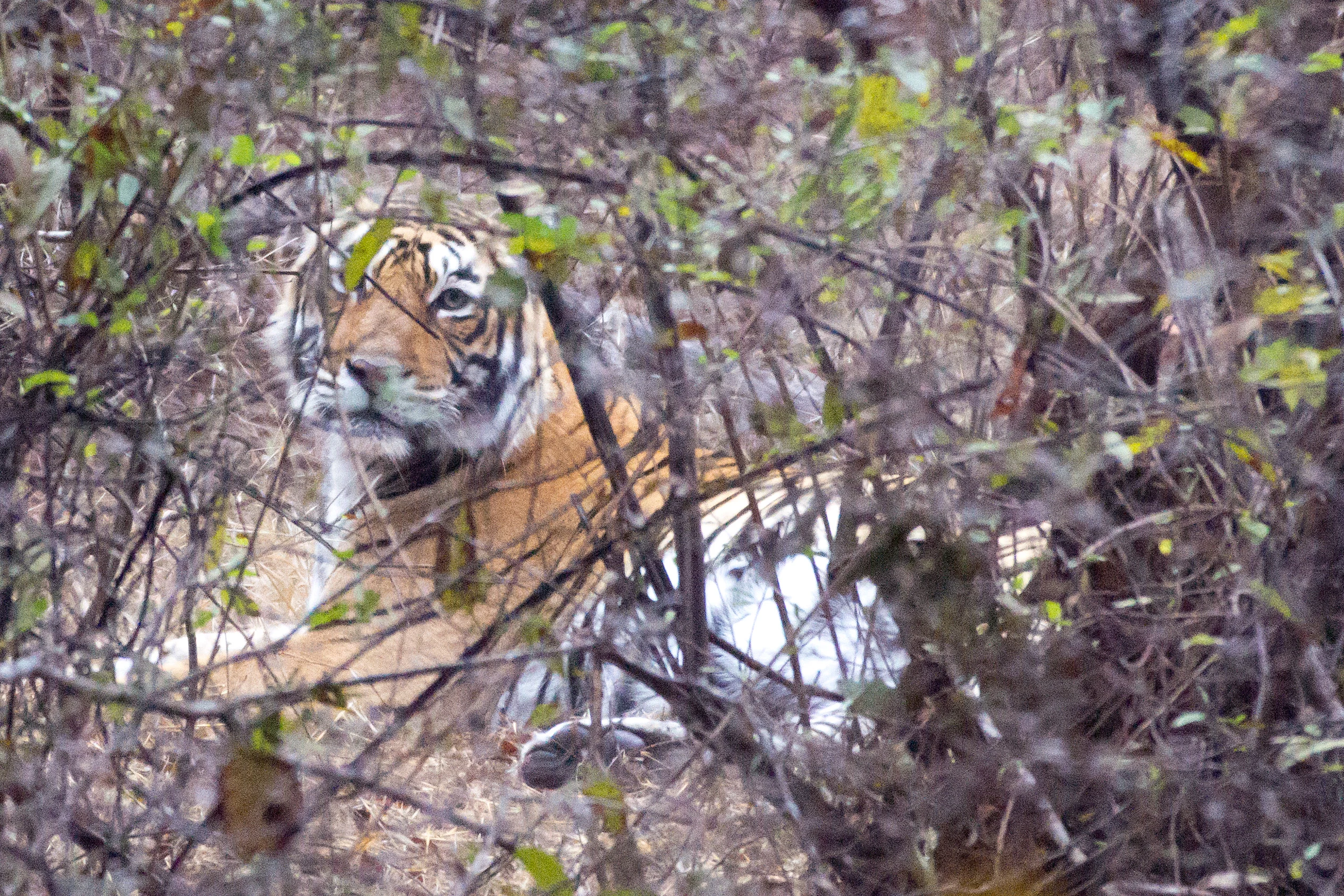 Tiger, Ranthambore National Park, Rajasthan, India — photo by Jim Bennett