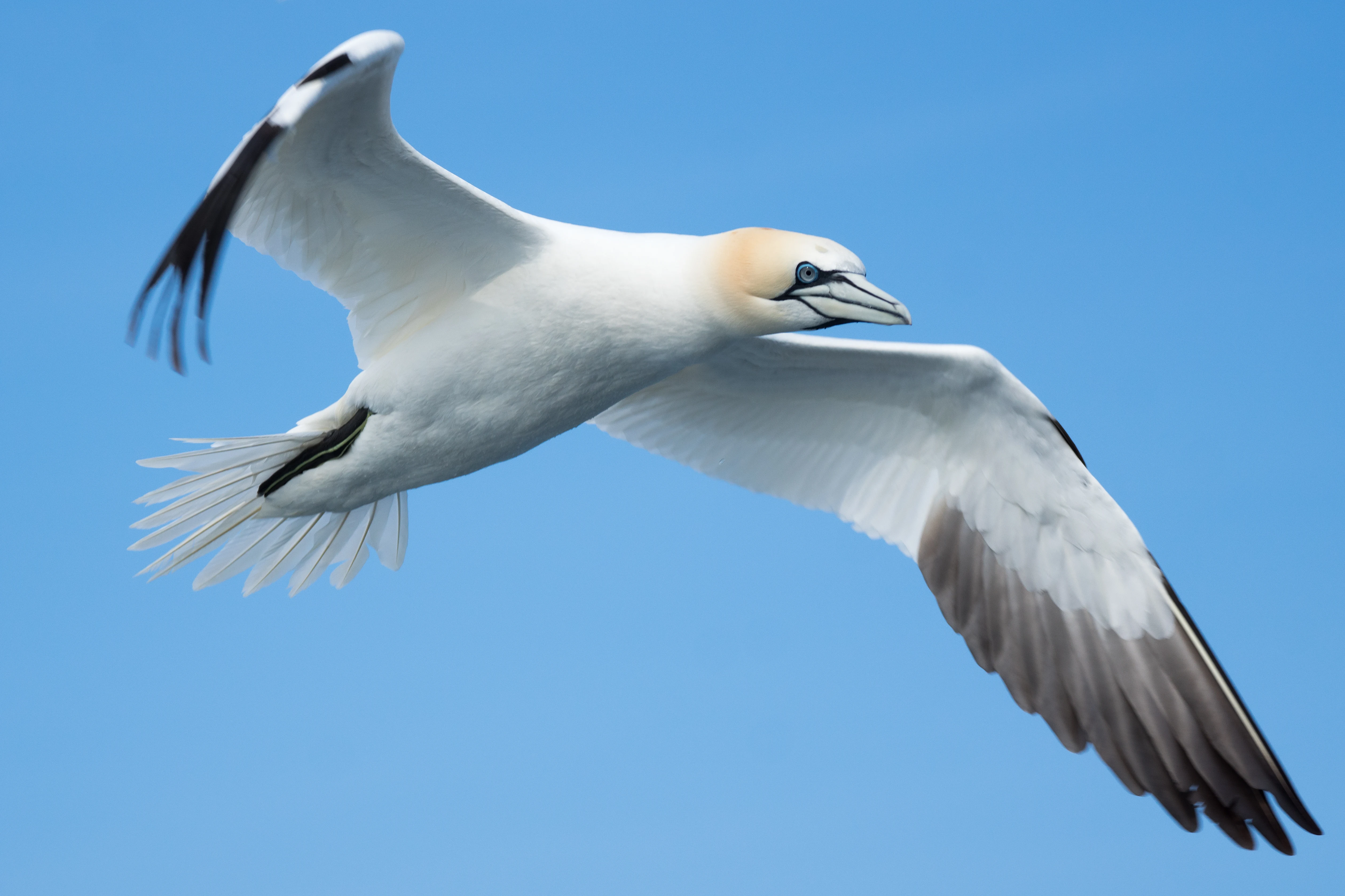 Northern Gannet, Noss, UK — photo by Jim Bennett