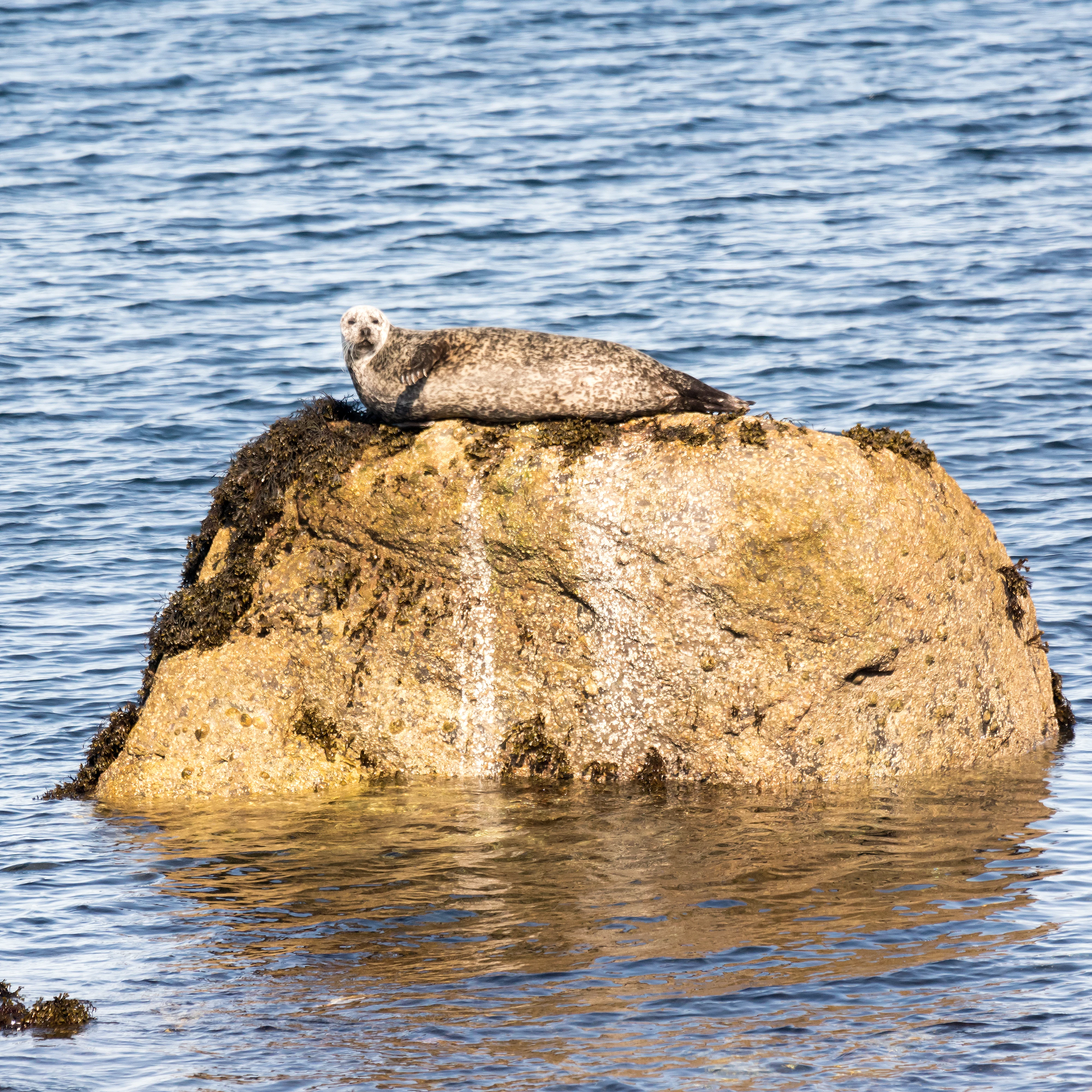 Common Seal, Gruinard Bay, Wester Ross, UK — photo by Jim Bennett