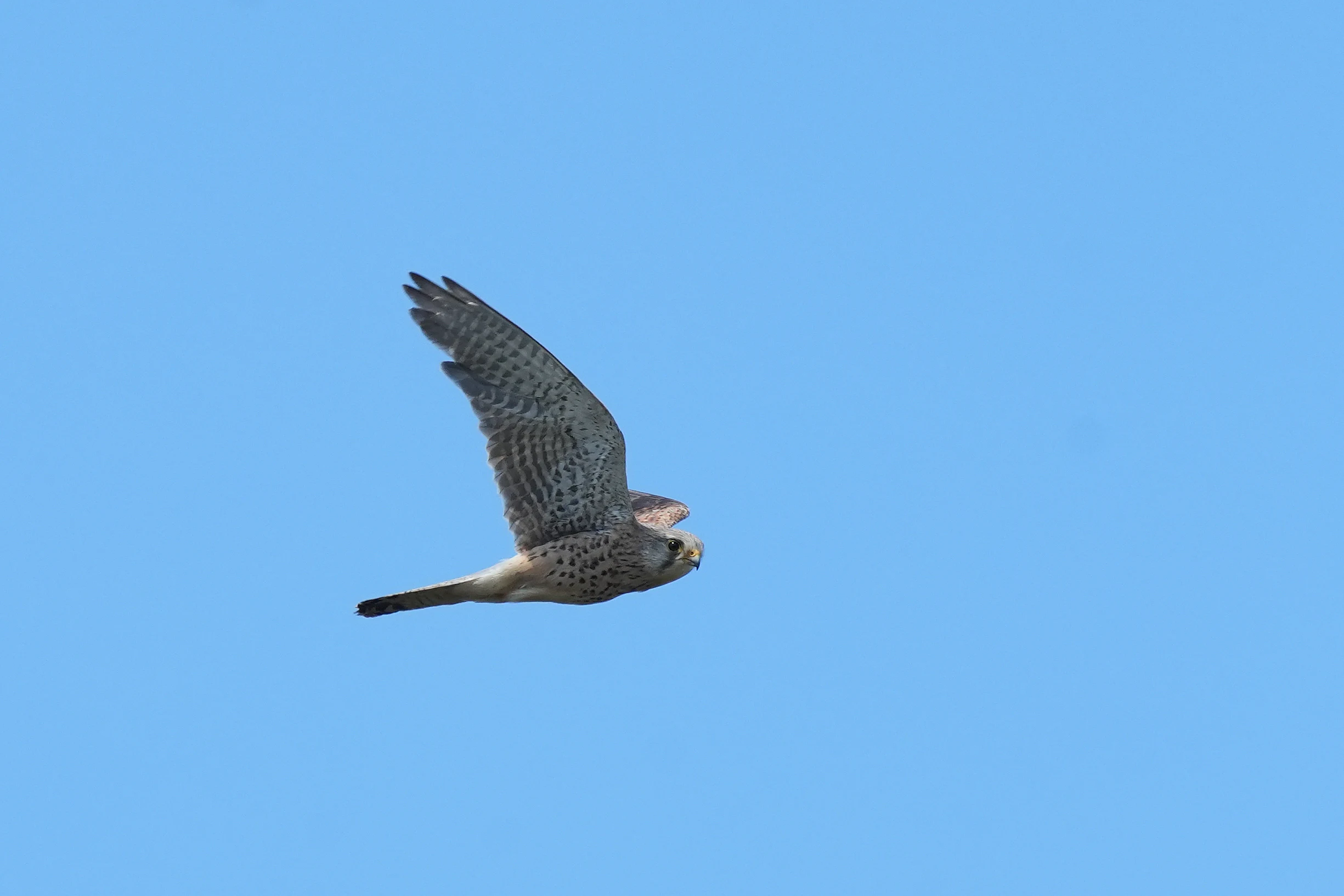 Kestrel, New Forest, UK — photo by Jim Bennett