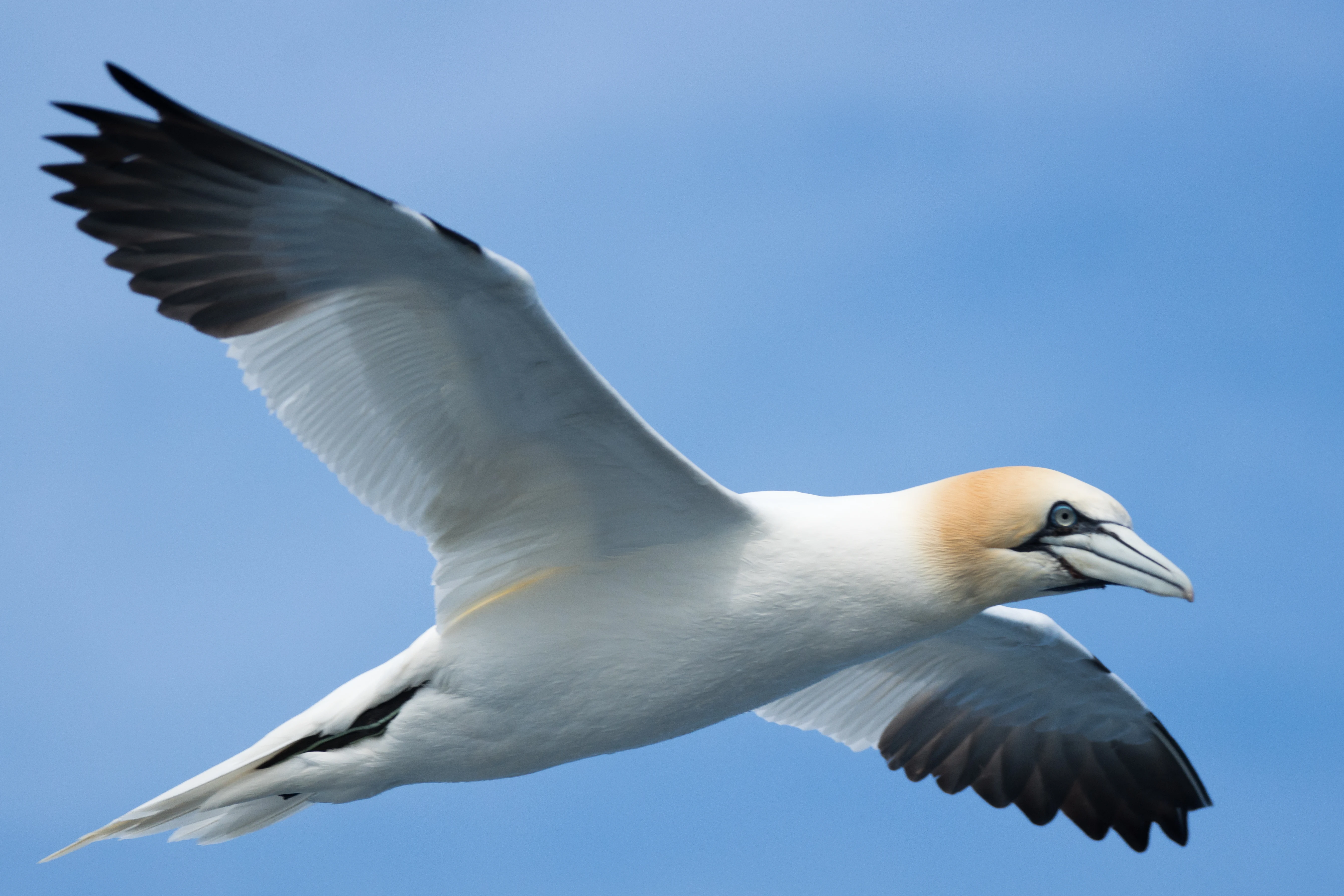 Northern Gannet, Noss, UK — photo by Jim Bennett