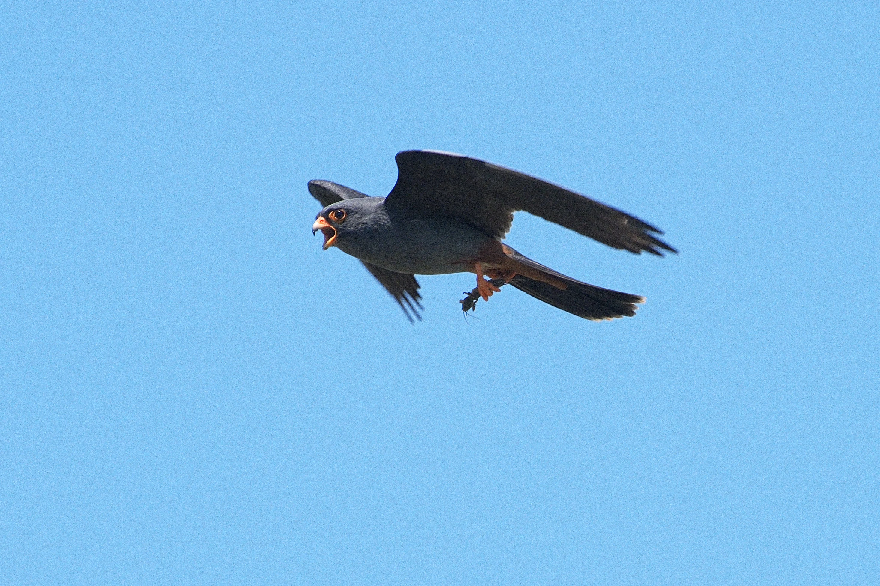 Red-footed Falcon, Lacul Histria, Romania — photo by Jim Bennett