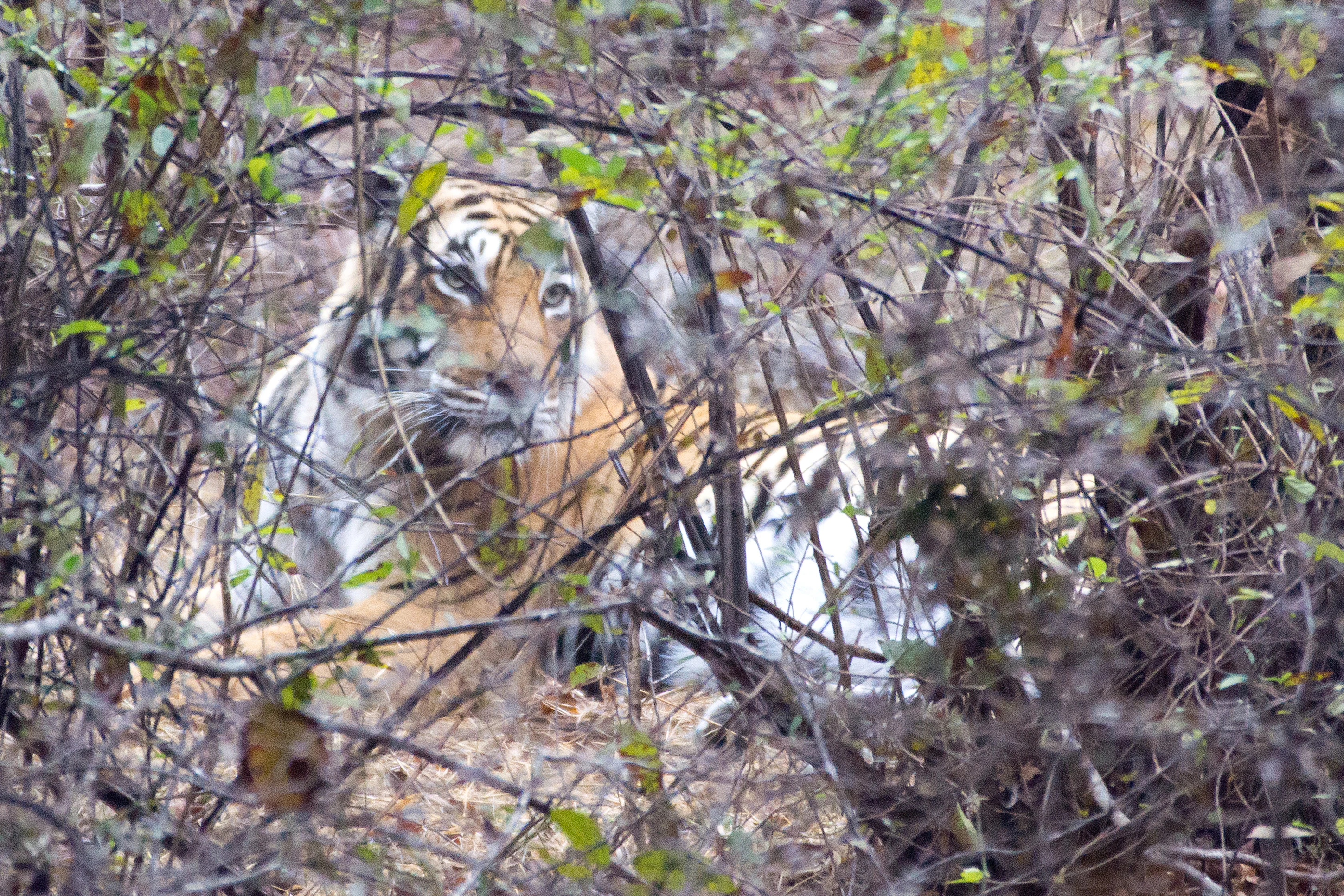 Tiger, Ranthambore National Park, Rajasthan, India — photo by Jim Bennett