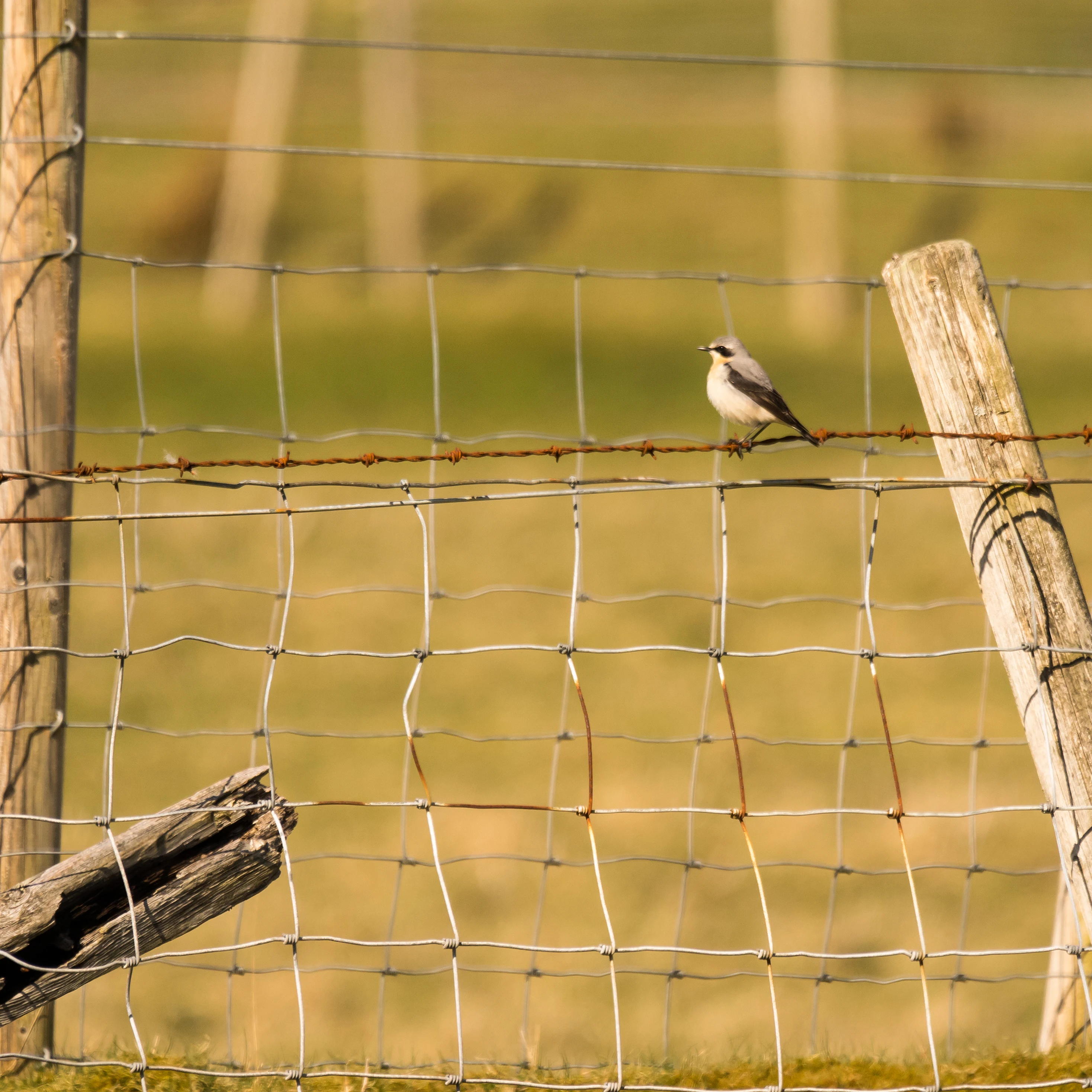 Northern Wheatear, Mellon Udrigle, Wester Ross, UK — photo by Jim Bennett