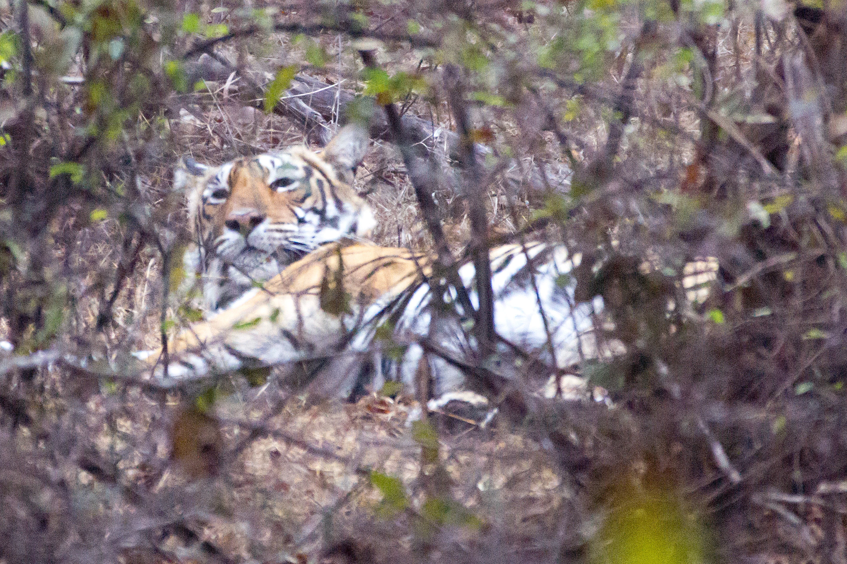Tiger, Ranthambore National Park, Rajasthan, India — photo by Jim Bennett