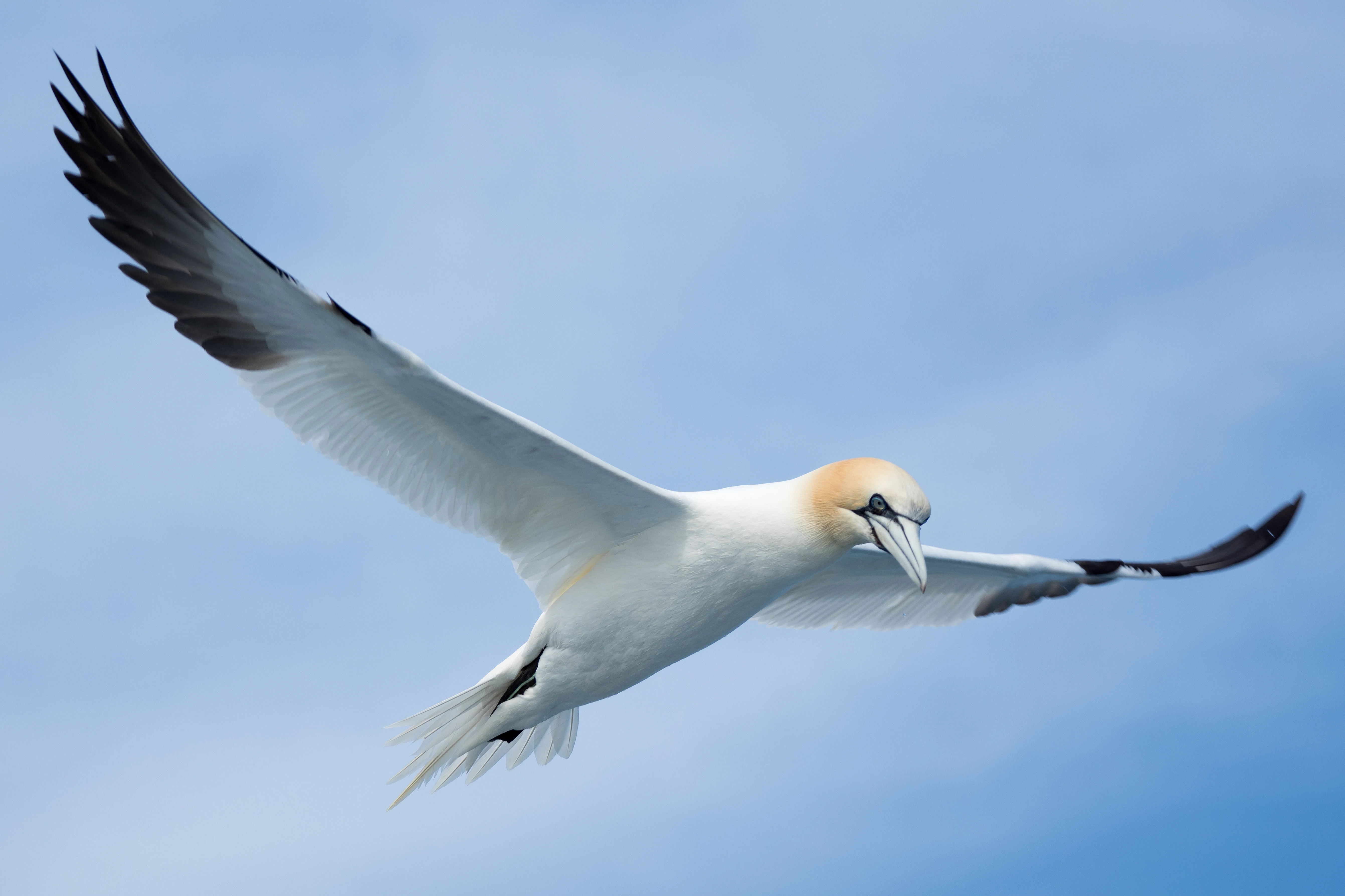Northern Gannet, Noss, UK — photo by Jim Bennett