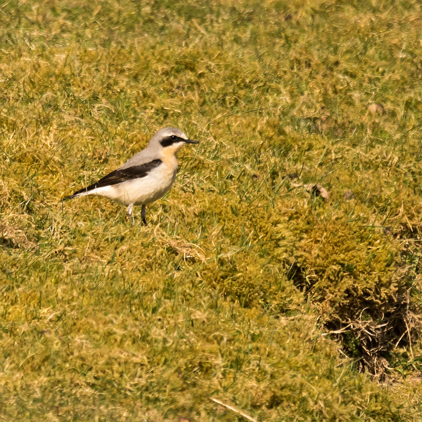 Northern Wheatear, Mellon Udrigle, Wester Ross, UK — photo by Jim Bennett