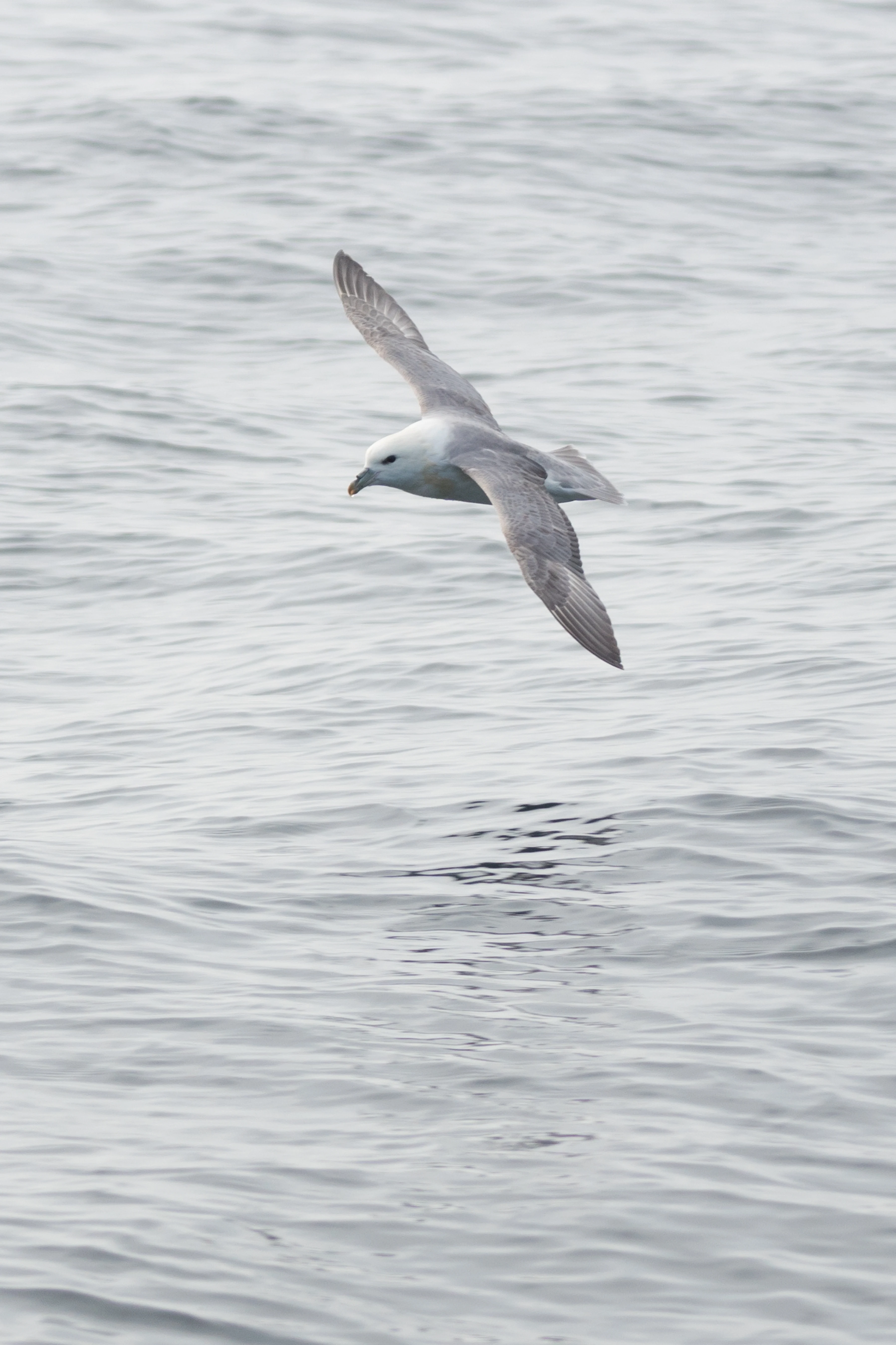 Northern Fulmar, Noss, UK — photo by Jim Bennett