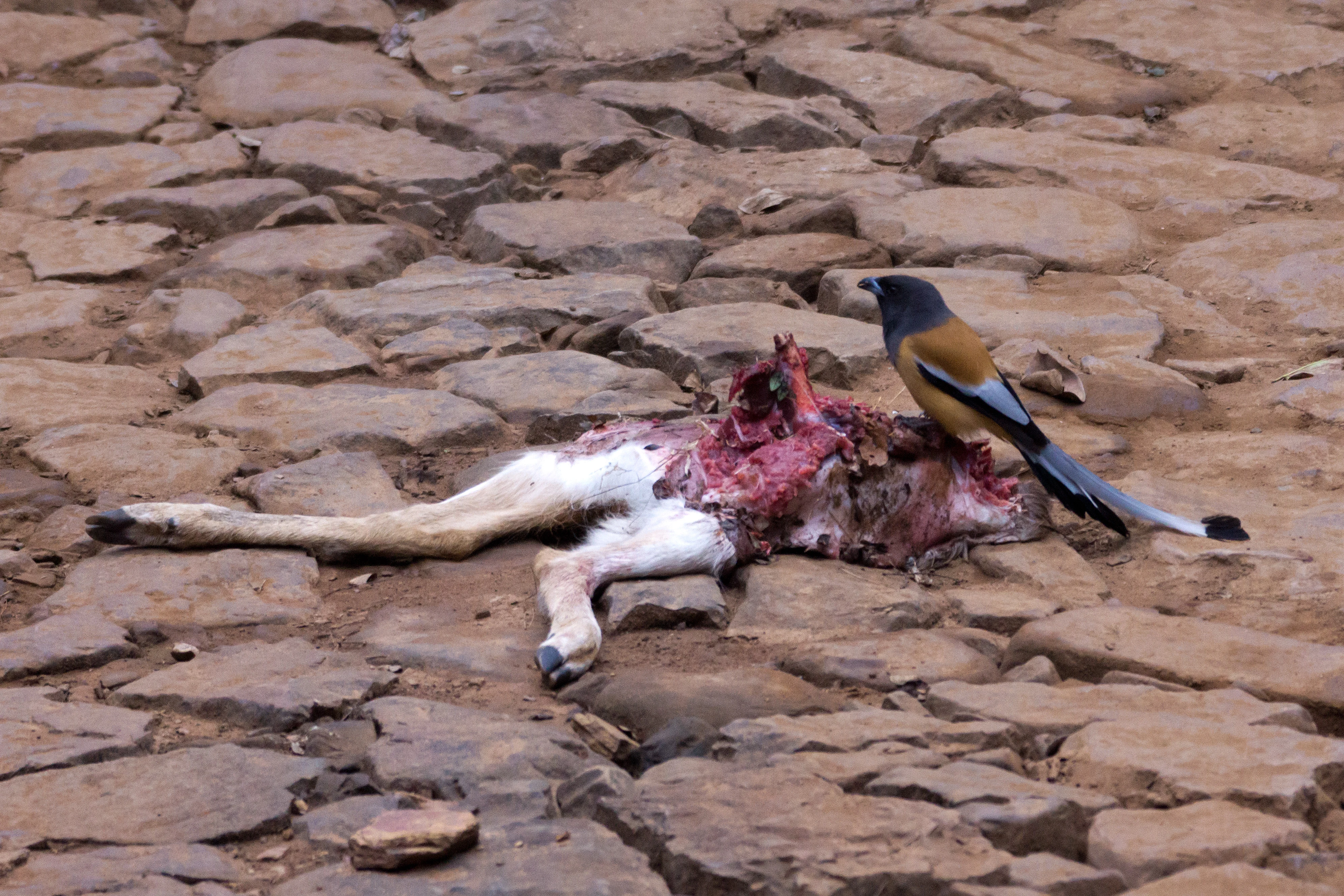 Rufous Treepie, Ranthambore National Park, Rajasthan, India — photo by Jim Bennett