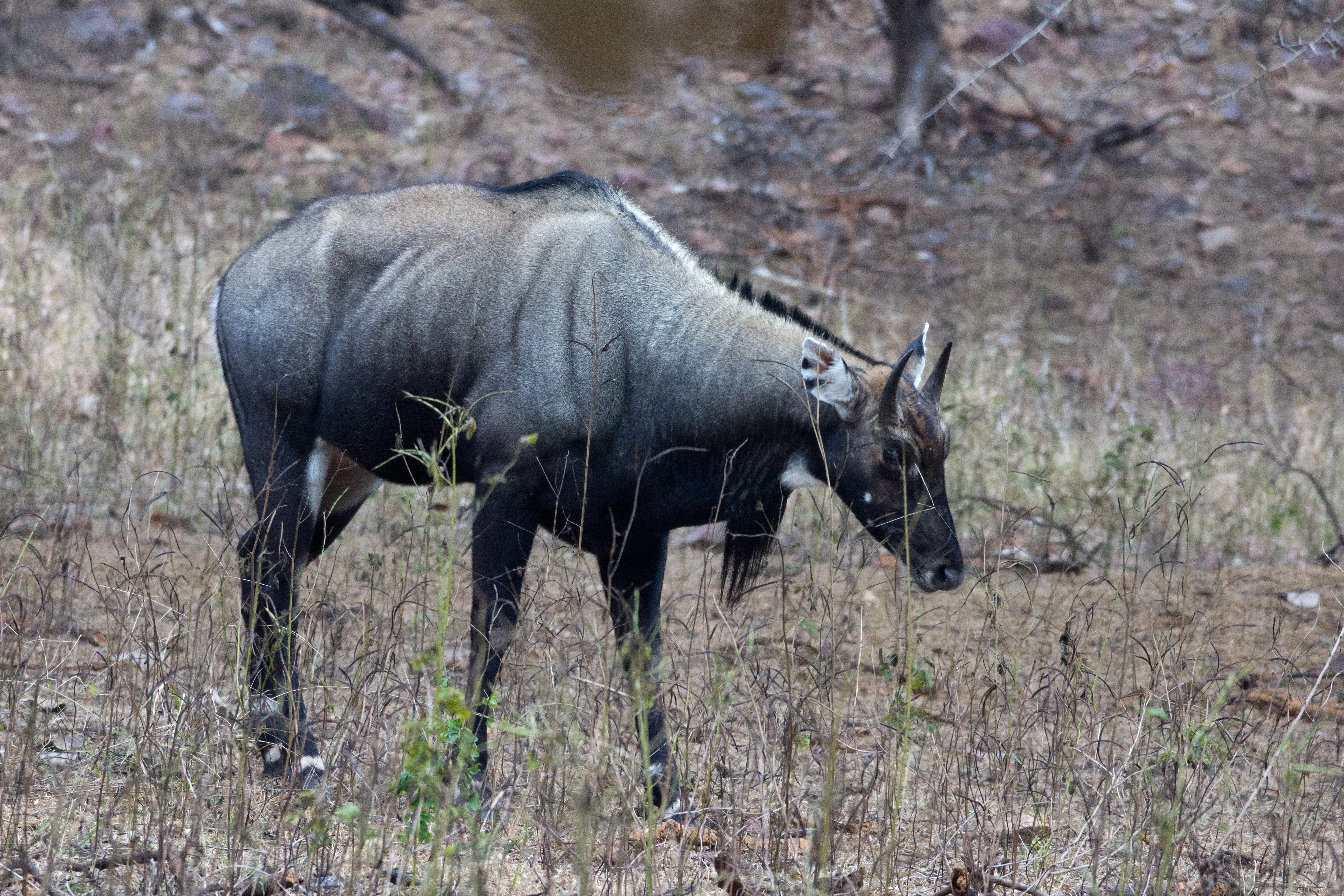 Nilgai (Blue Cow), Ranthambore National Park, Rajasthan, India — photo by Jim Bennett