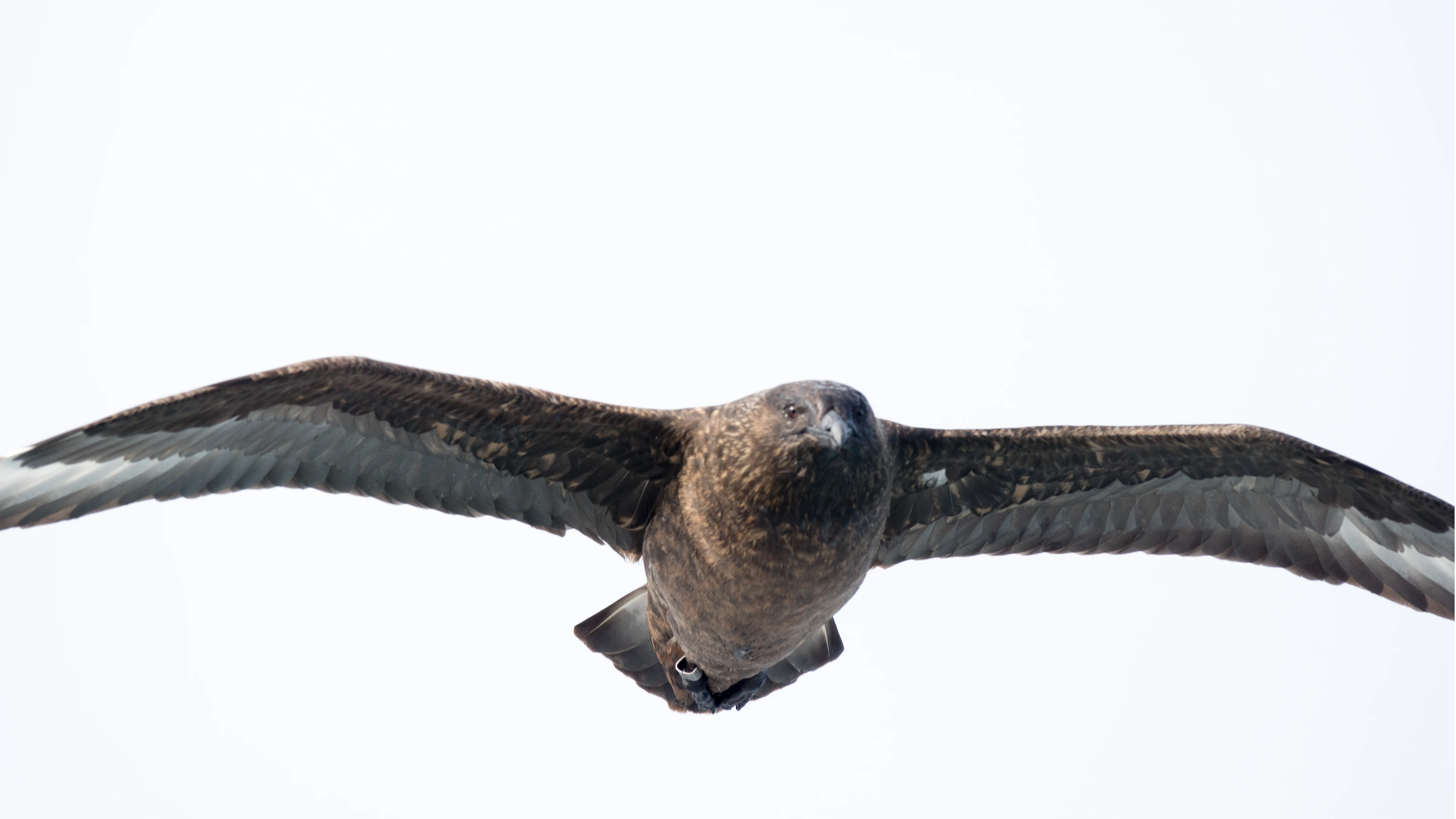 Great Skua, Noss, UK — photo by Jim Bennett