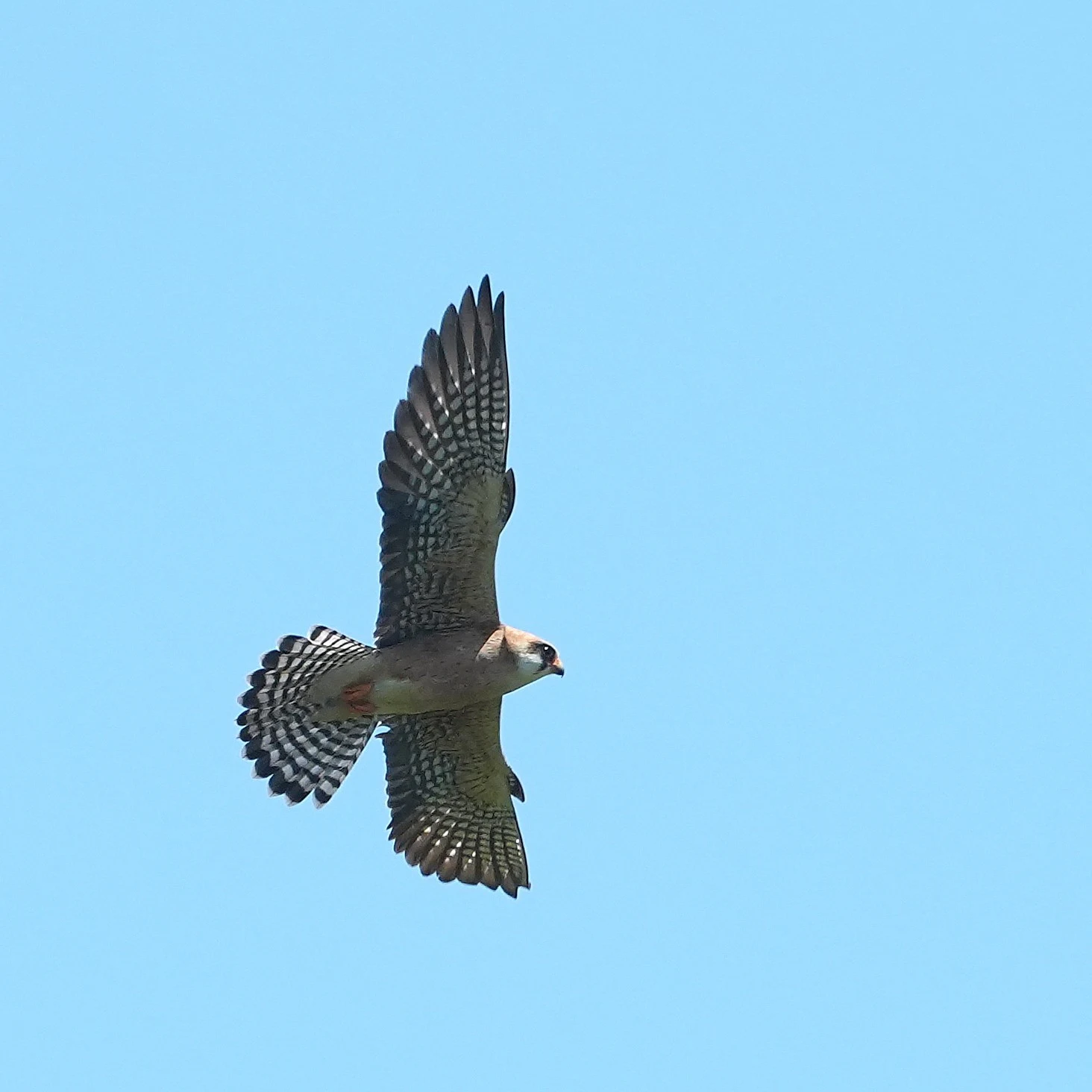 Red-footed Falcon, Lacul Histria, Romania — photo by Jim Bennett
