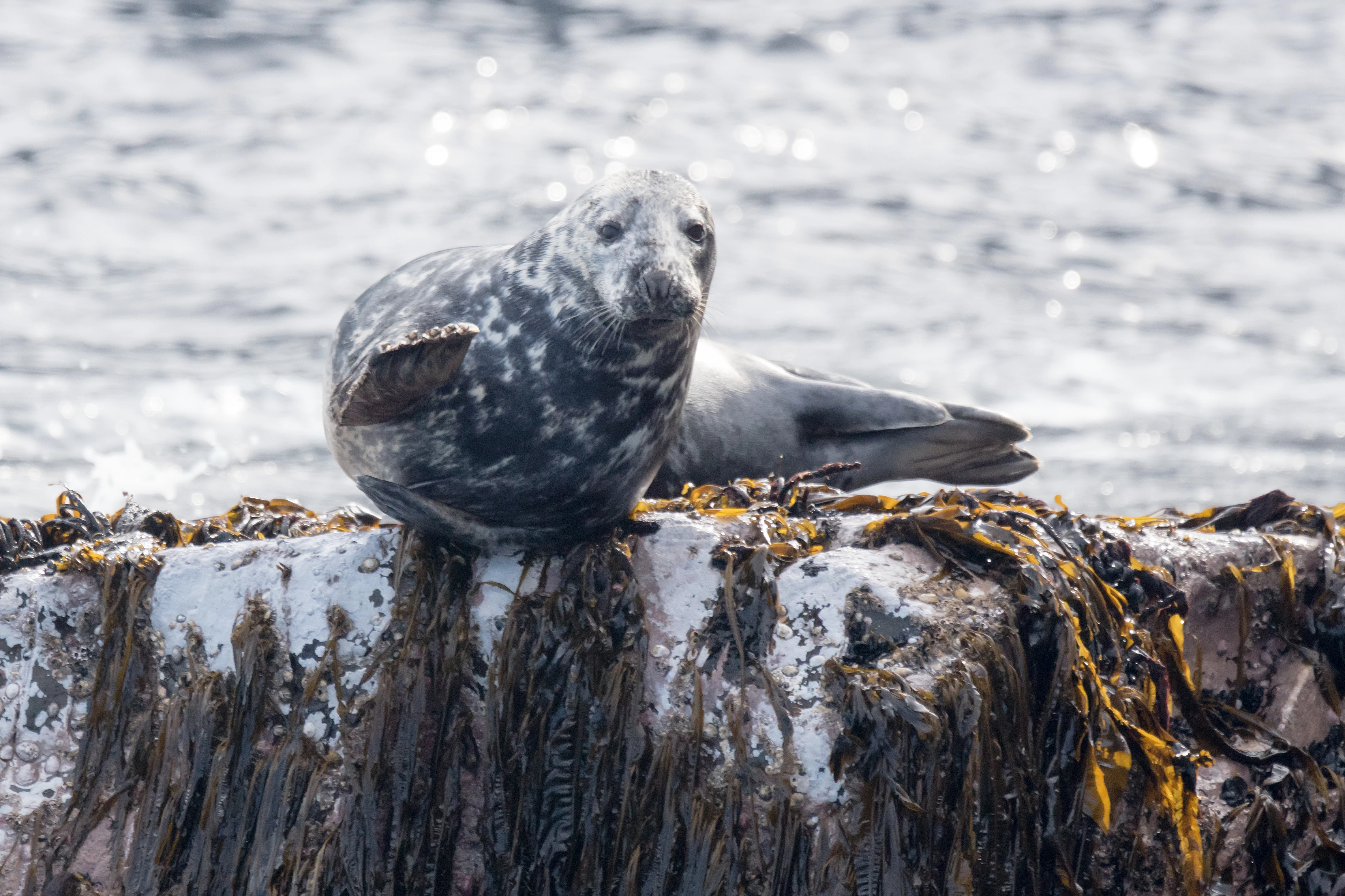 Grey Seal, Noss, UK — photo by Jim Bennett