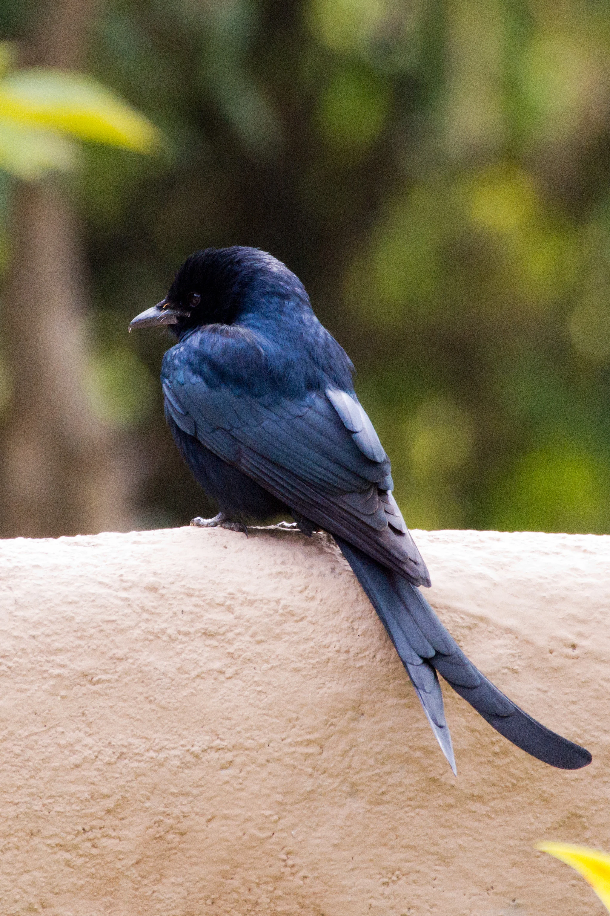 Black drongo, Khem Villas, Ranthambore National Park, Rajasthan, India — photo by Jim Bennett