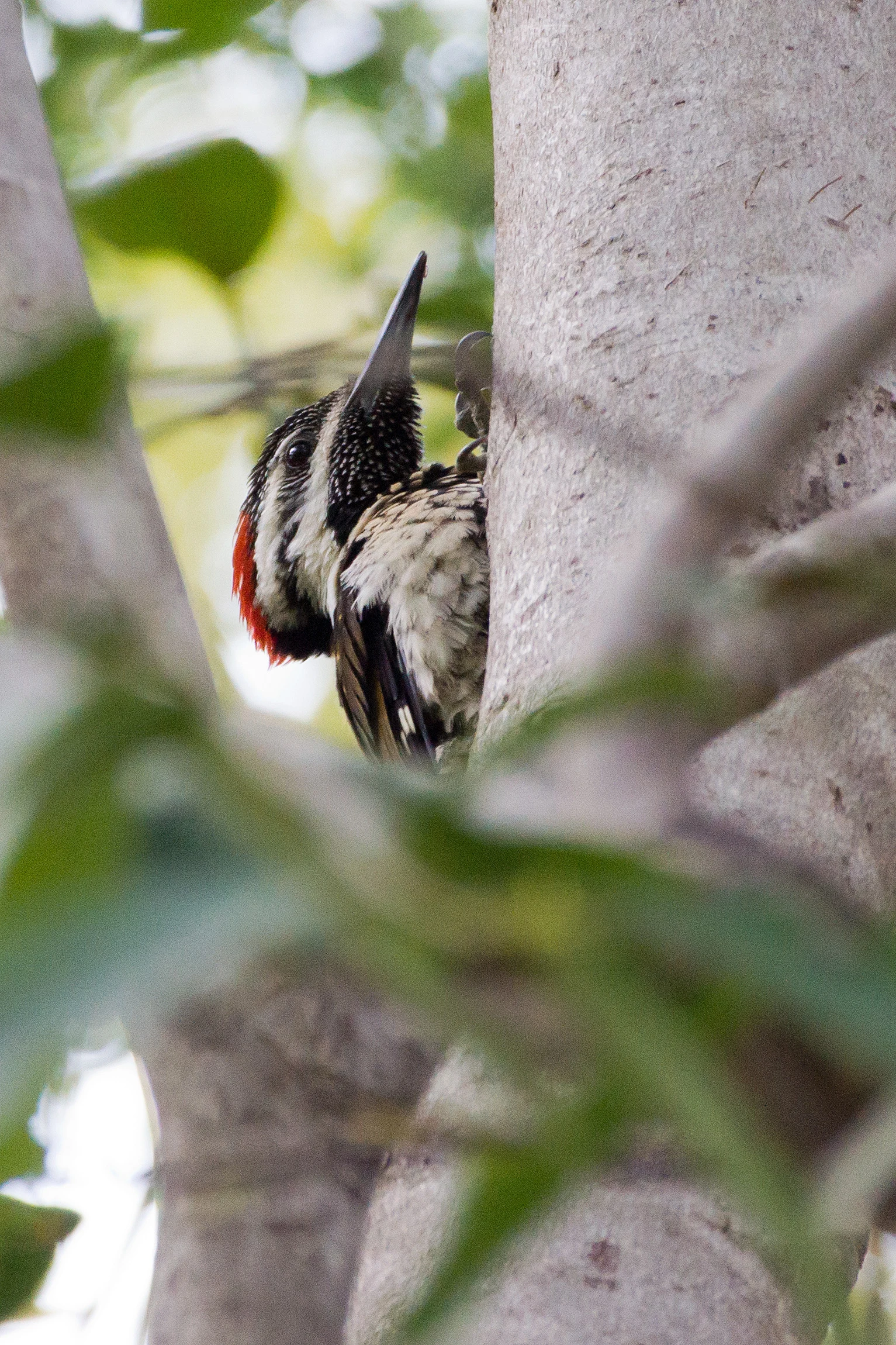 Black-rumped Flameback, Khem Villas, Ranthambore National Park, Rajasthan, India — photo by Jim Bennett