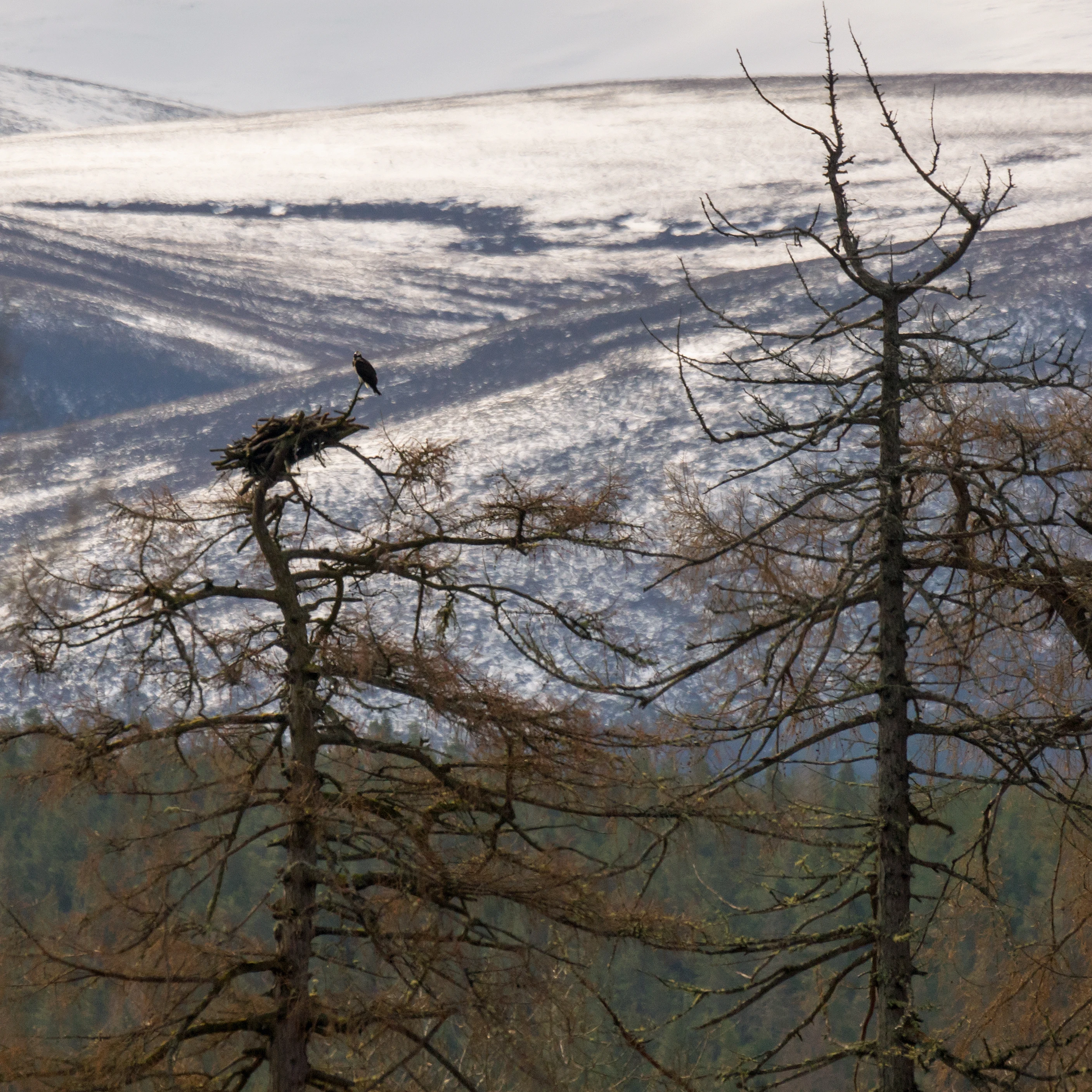 Osprey at her nest, Cairngorms, UK — photo by Jim Bennett