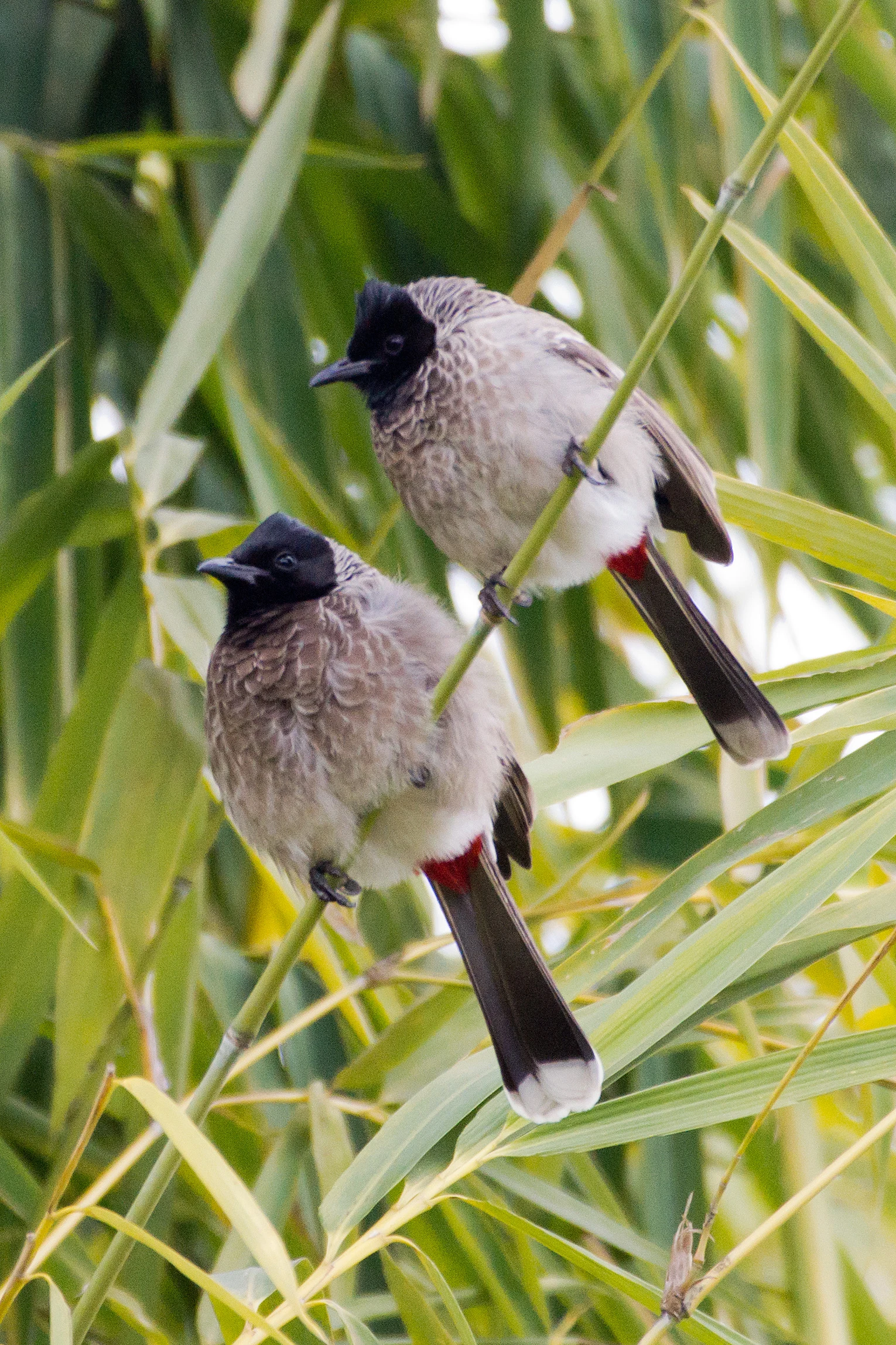Red-vented Bulbuls, Khem Villas, Ranthambore National Park, Rajasthan, India — photo by Jim Bennett