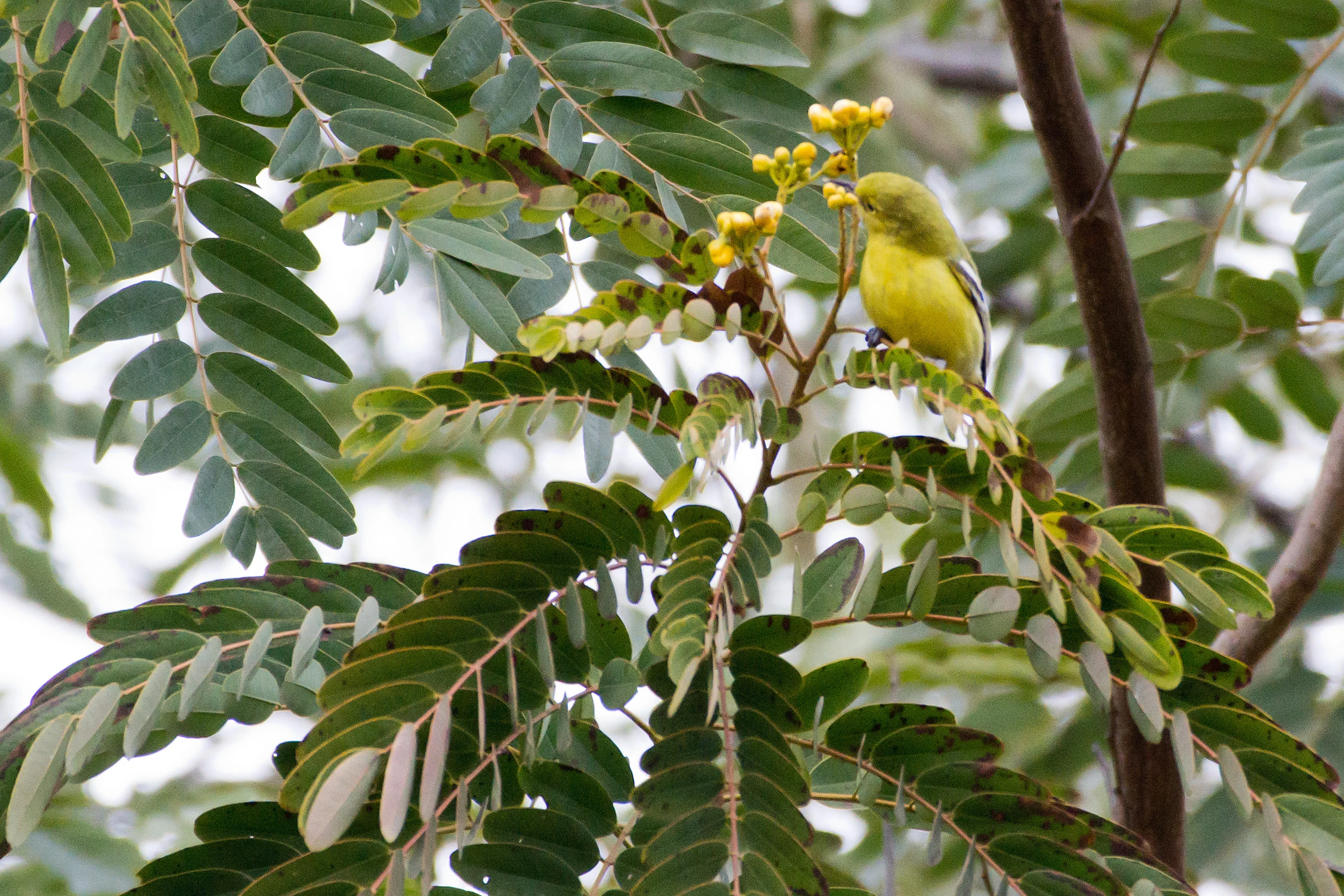 Common Iora, near Khem Villas, Ranthambore National Park, Rajasthan, India — photo by Jim Bennett