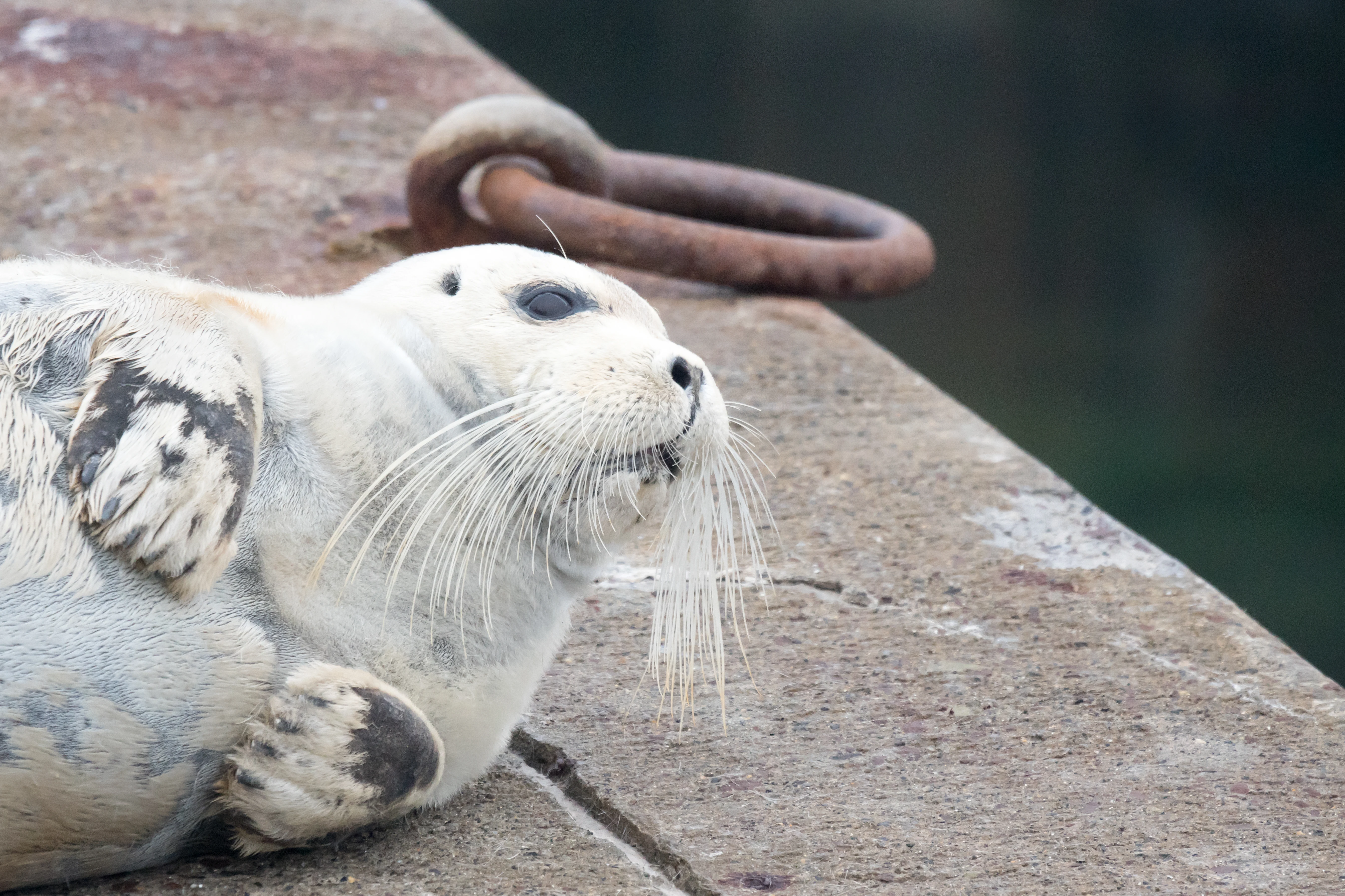 Bearded Seal, Shetland, UK — photo by Jim Bennett