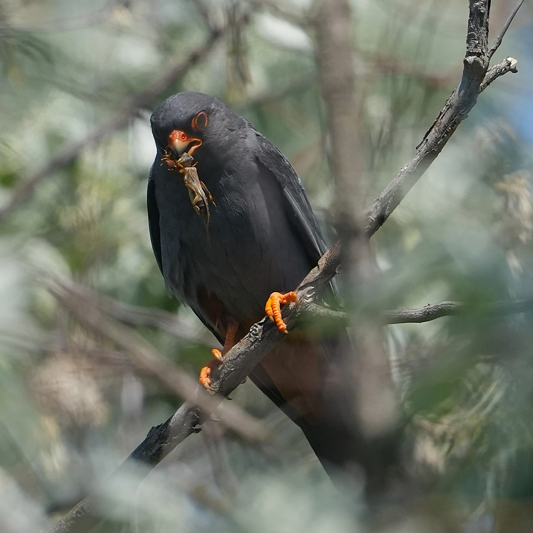 Red-footed Falcon, Lacul Histria, Romania — photo by Jim Bennett