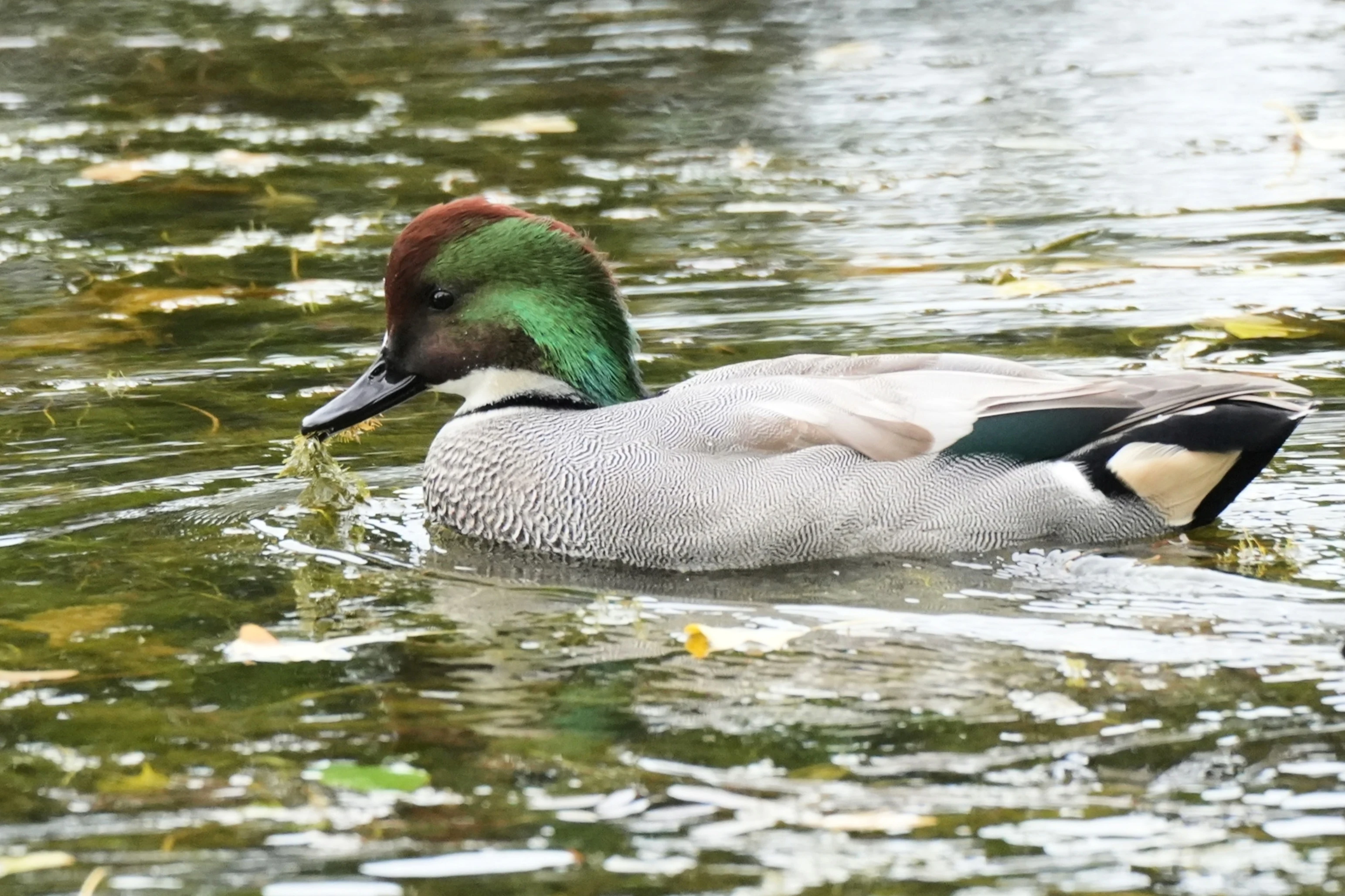 Falcated Duck, Imperial Palace Moat, Tokyo, Japan — photo by Jim Bennett