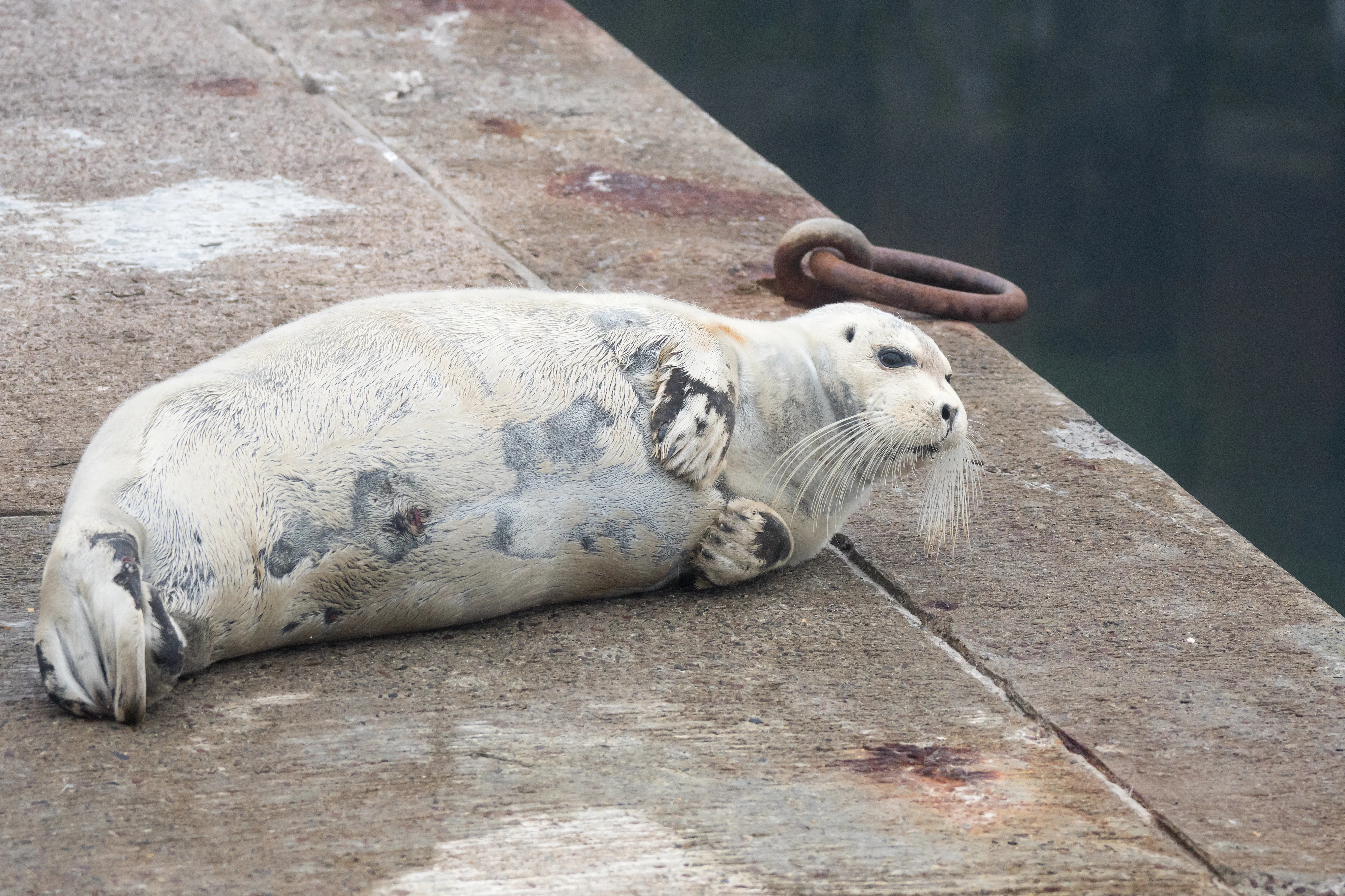 Bearded Seal, Shetland, UK — photo by Jim Bennett