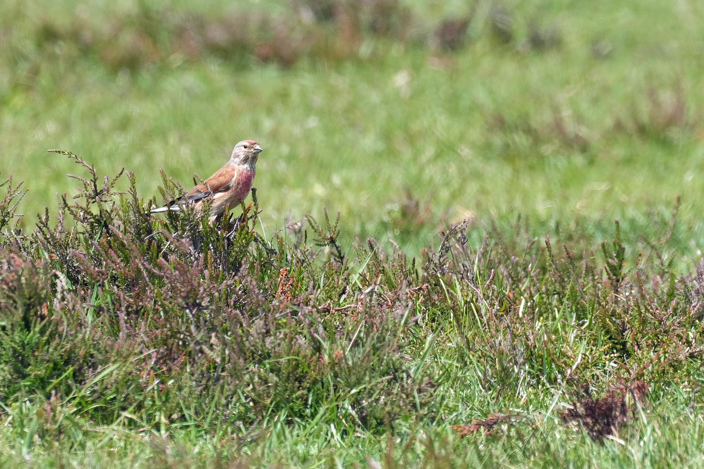 Linnet, New Forest, UK — photo by Jim Bennett